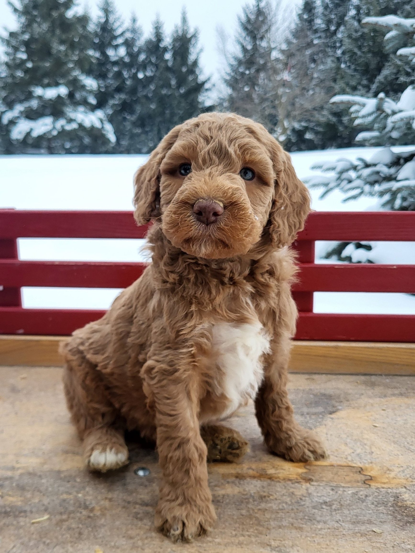 Male Goldendoodle 8