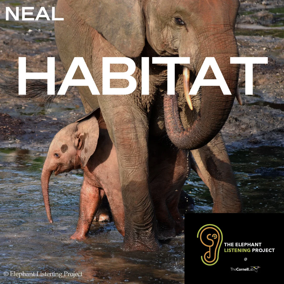 NEAL PRESENTS: HABITAT