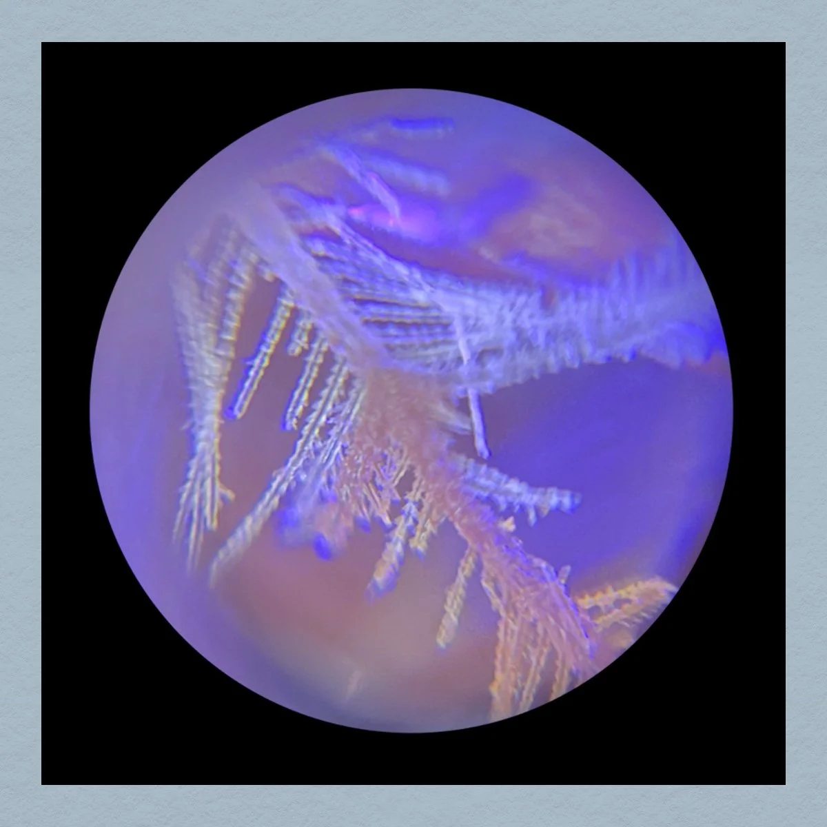 POSTHUMAN SUMMER LAB x CURRENTS ARTIST TALK