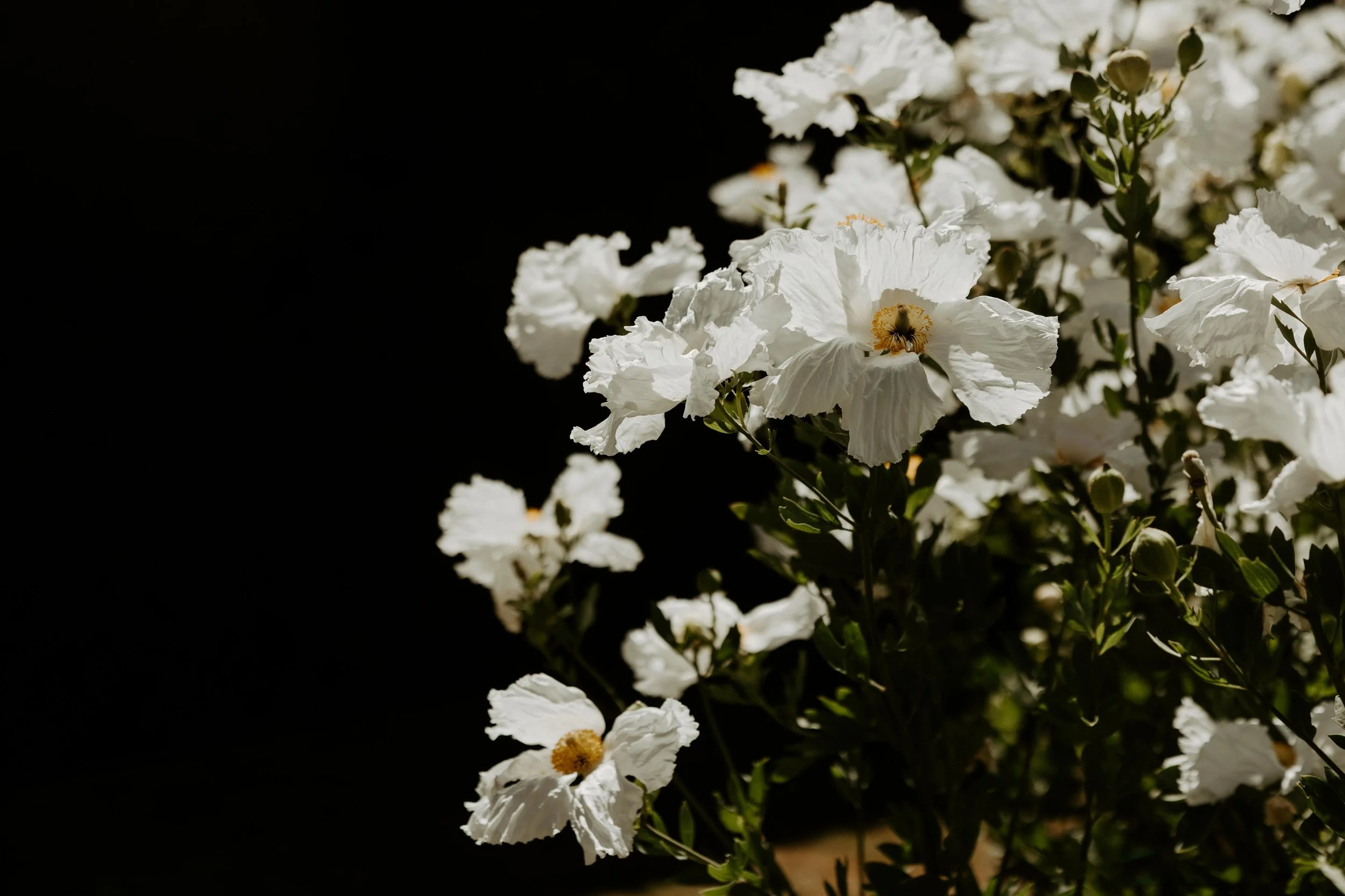  Photography by:  Felicia Renae  