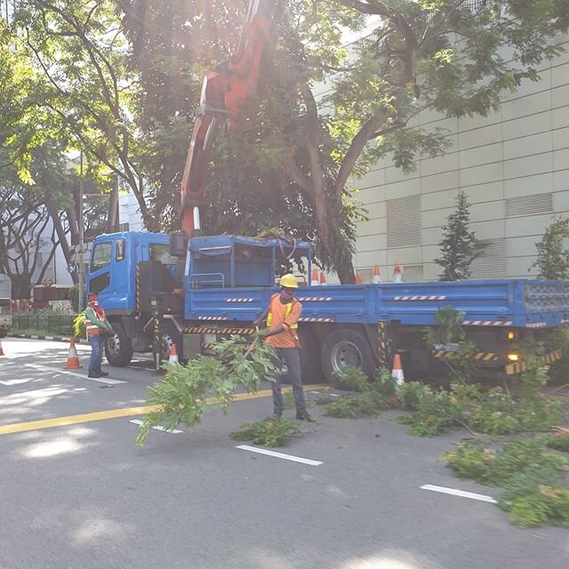 Cutting boards from world famous ORCHARD Road (& Grange Road) comming soon! Too bad we don't have a shop on Orchard - that would be a great story for full-circle local production.
#ArthurZaaro
#madeinsingapore
#sustainablility