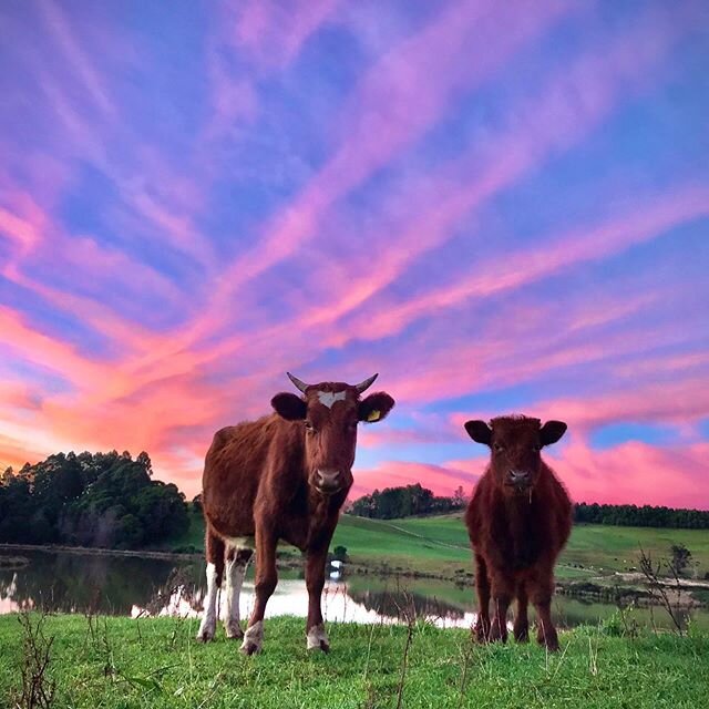 A light show at sunset in the North West of Tasmania tonight. These skies are just incredible . The lush grass &amp; still nights are very calming for everyone.