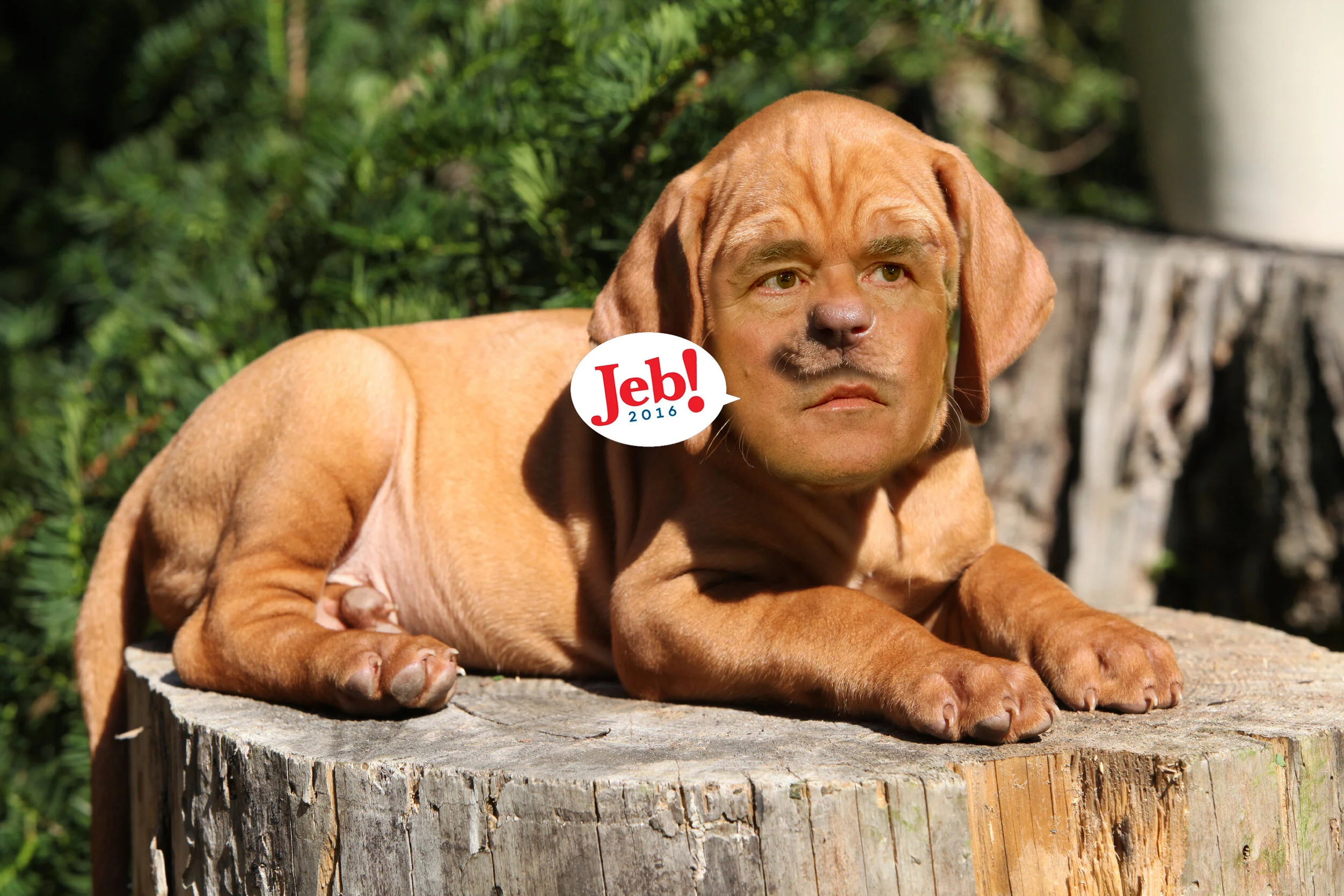 jebpuppy.jpg