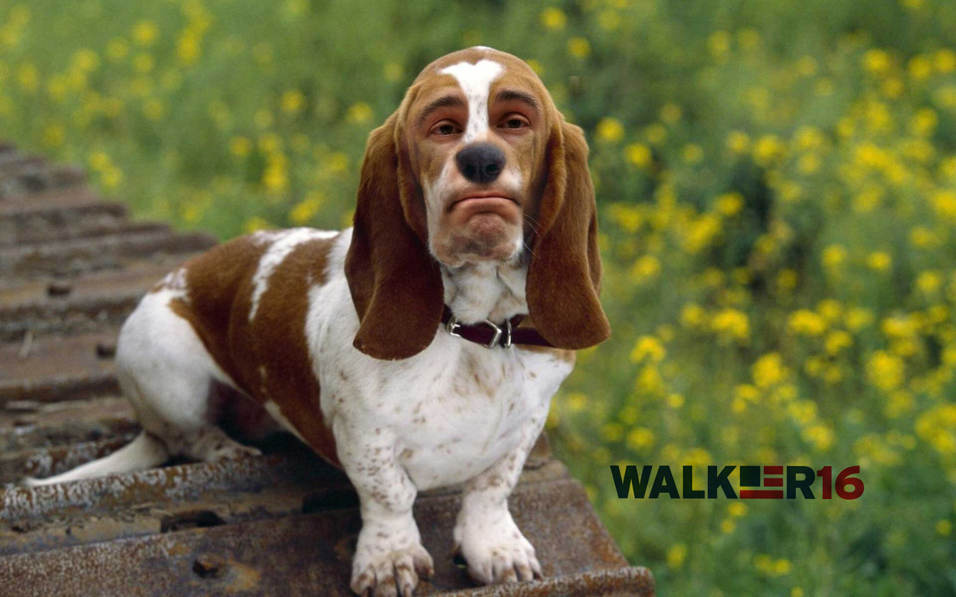 walkerhound.jpg