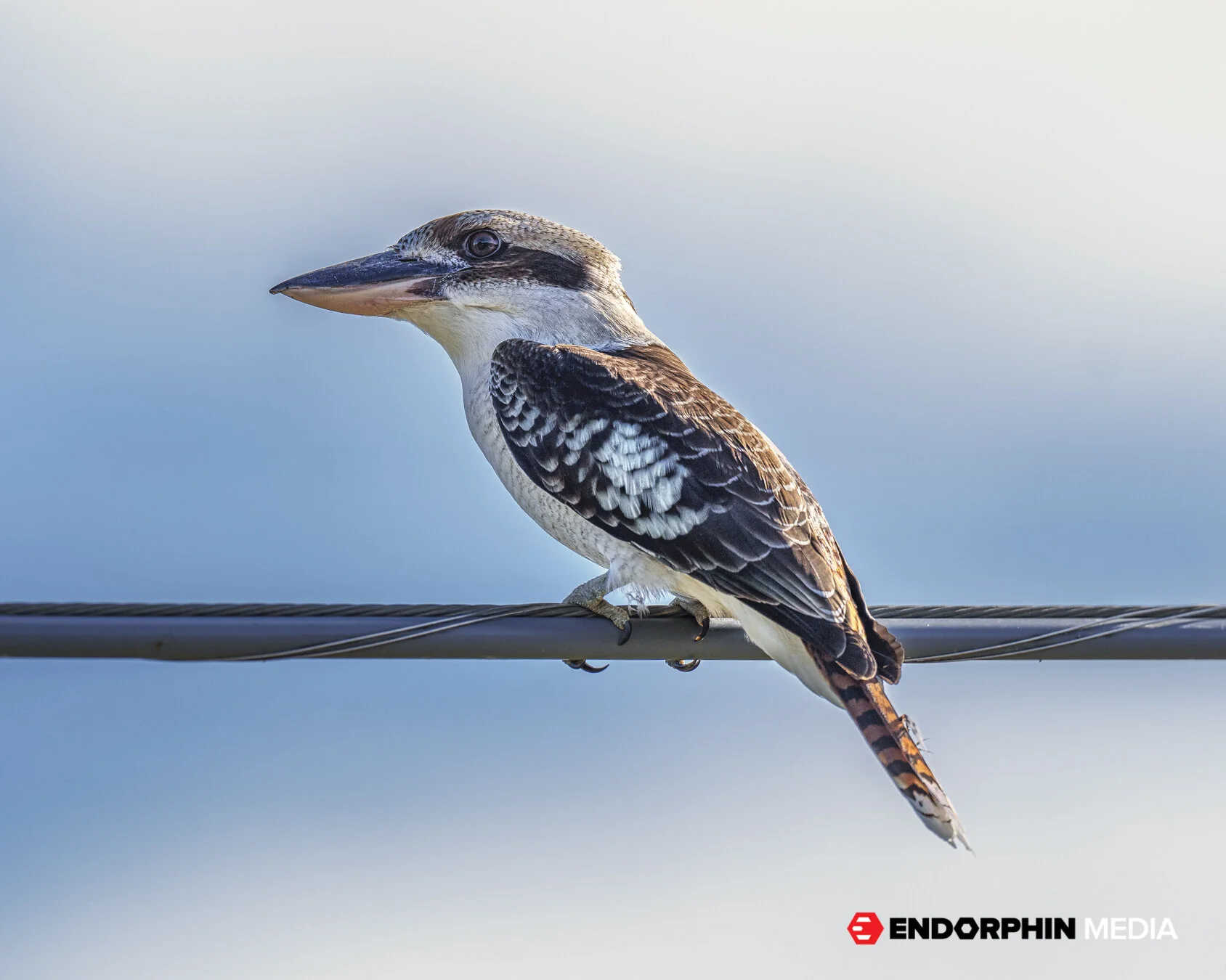 GCMX- 19 August 2021 - 29403.jpg