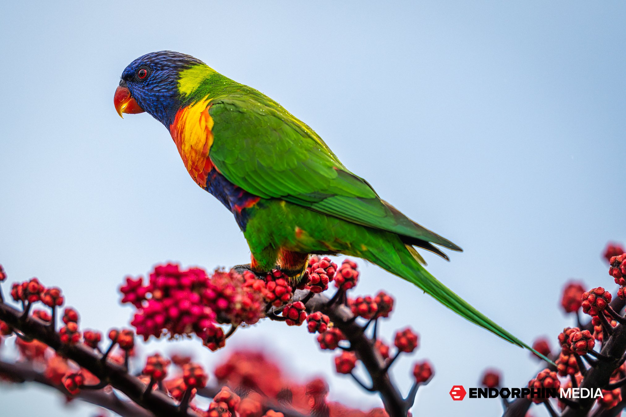 Endorphin_Lorikeets_1110-2.jpg