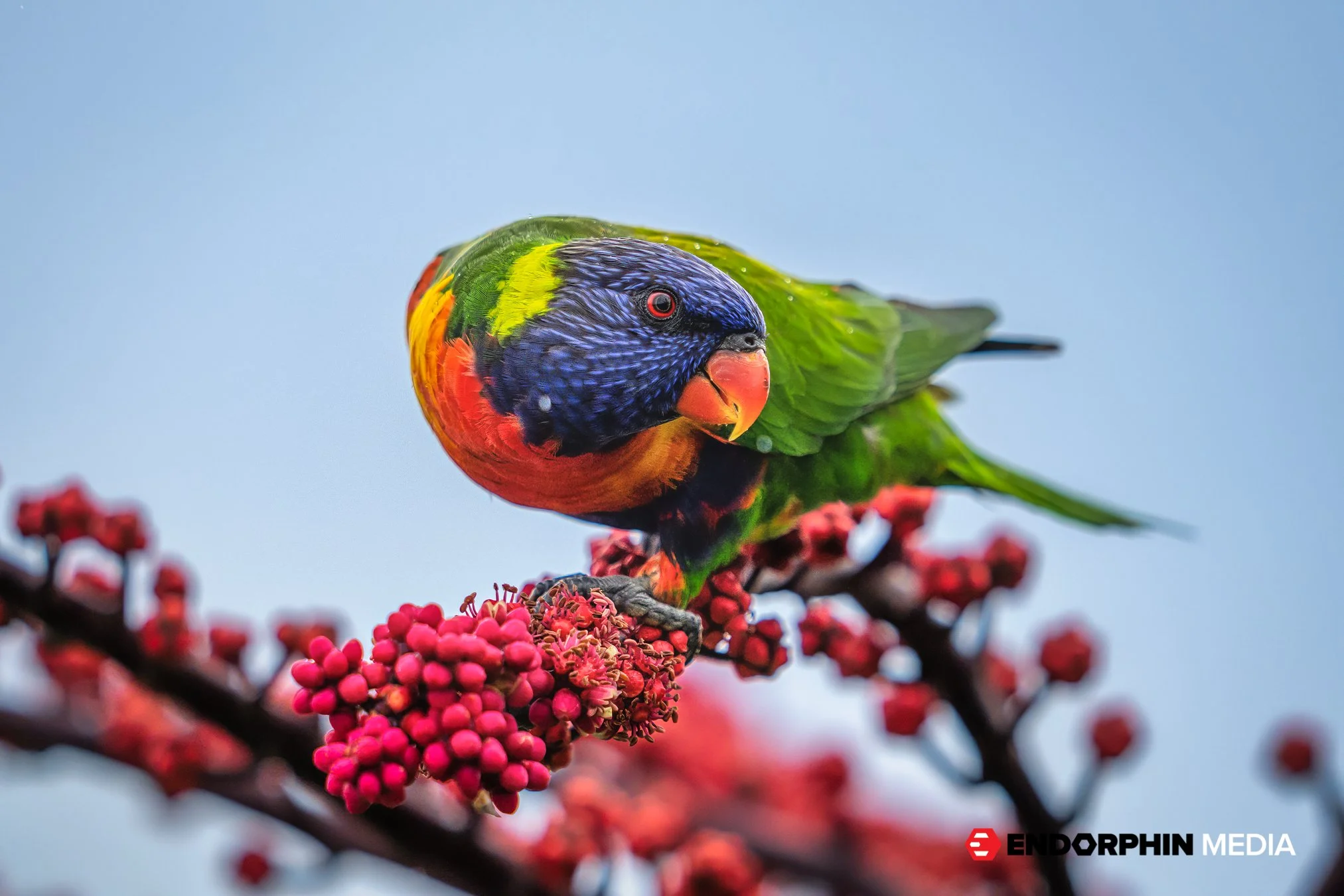 Endorphin_Lorikeets_1108-2.jpg