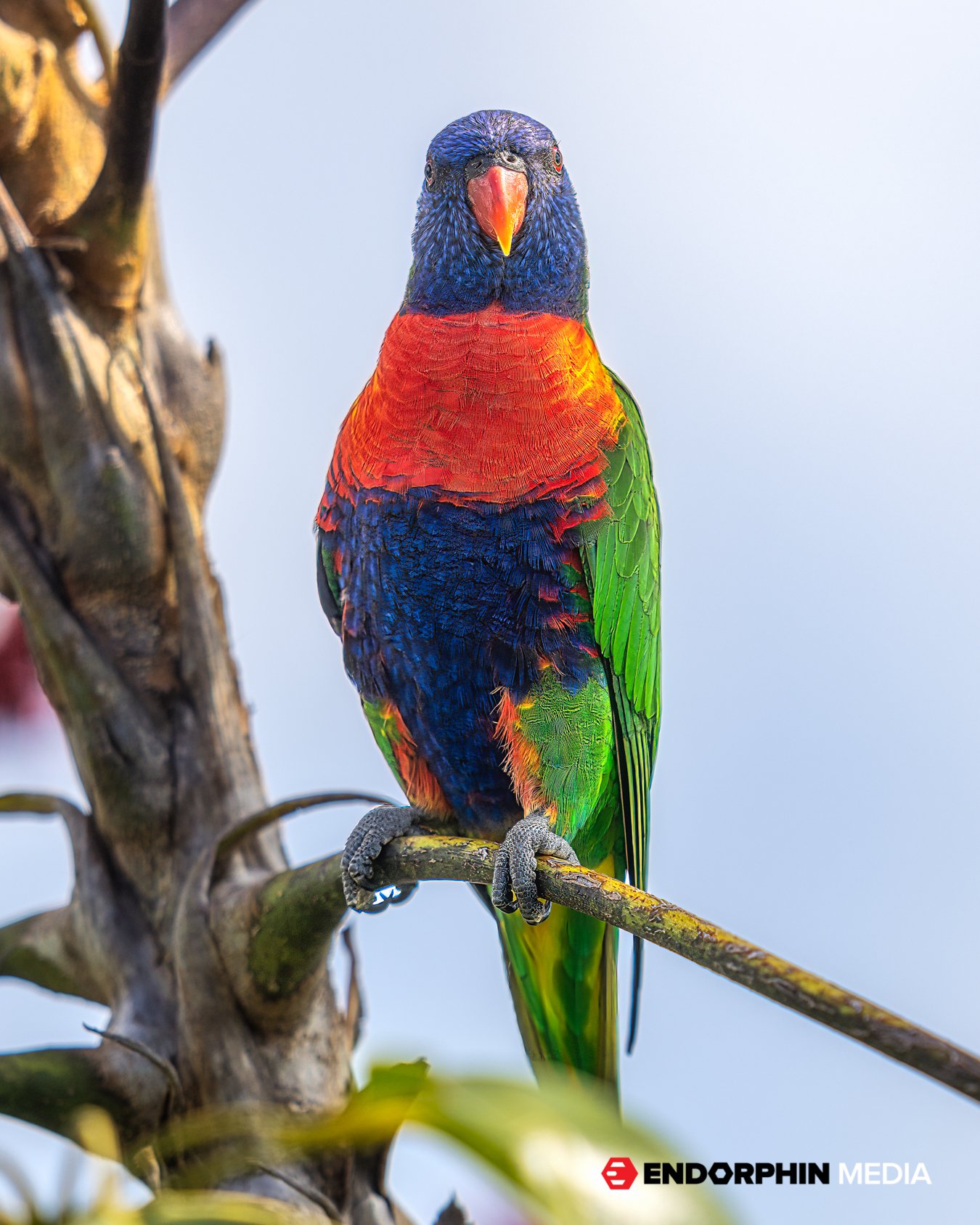 Endorphin_Lorikeets_8360-2.jpg