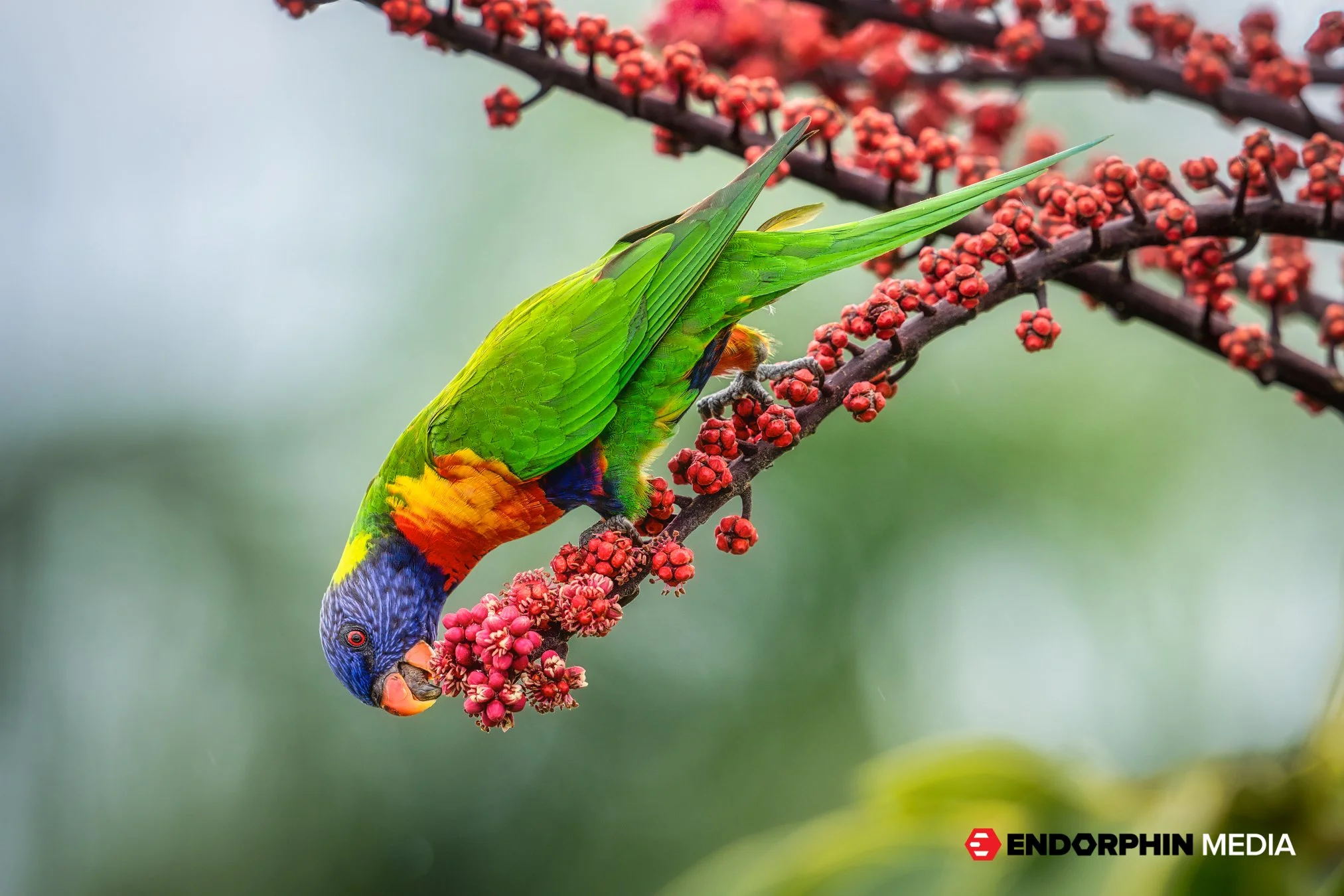 Endorphin_Lorikeets_1120-2.jpg