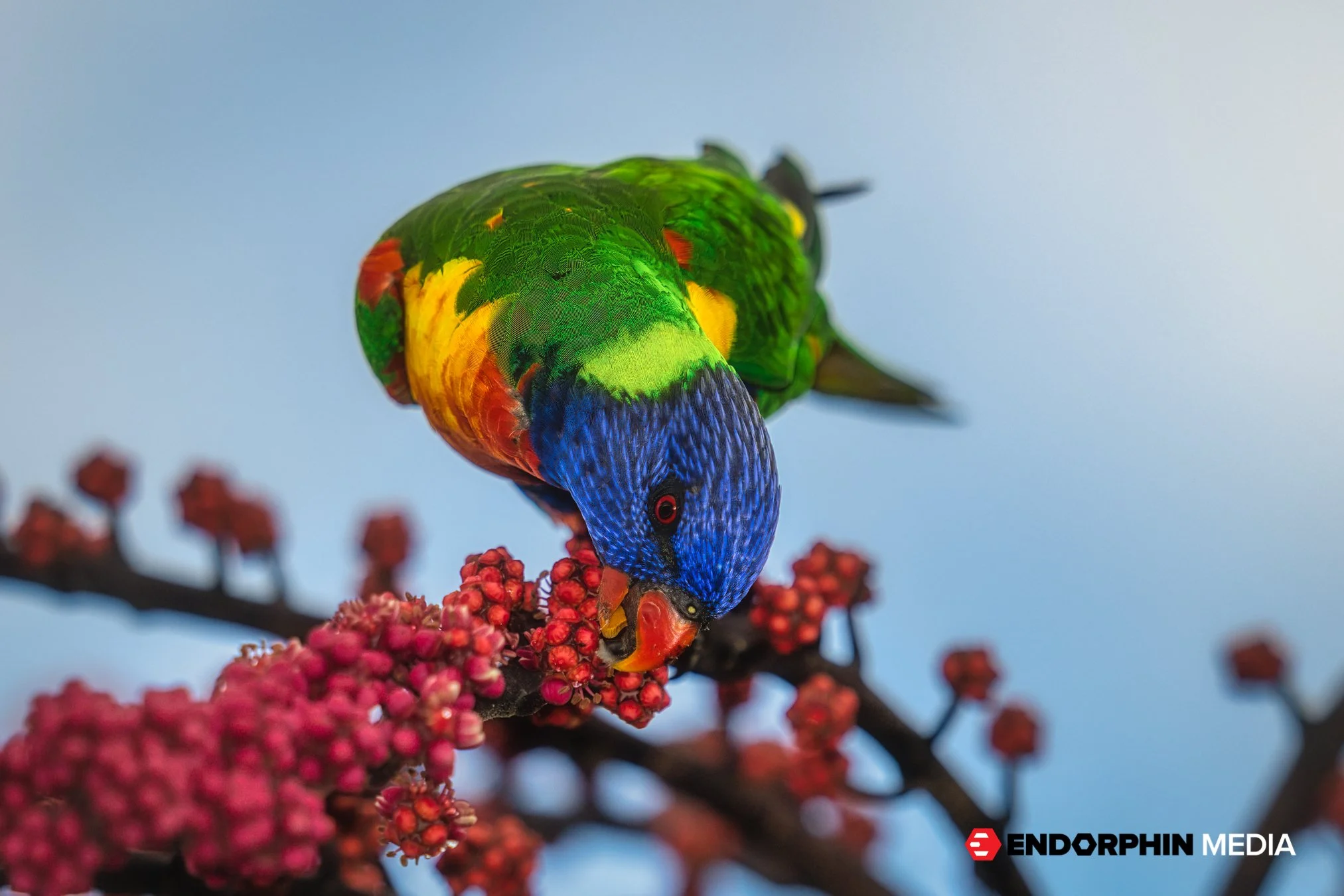 Endorphin_Qld MiniMoto - 12 Apr 2022_17270-2.jpg