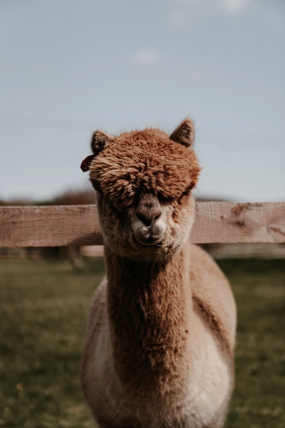Charlie the Alpaca