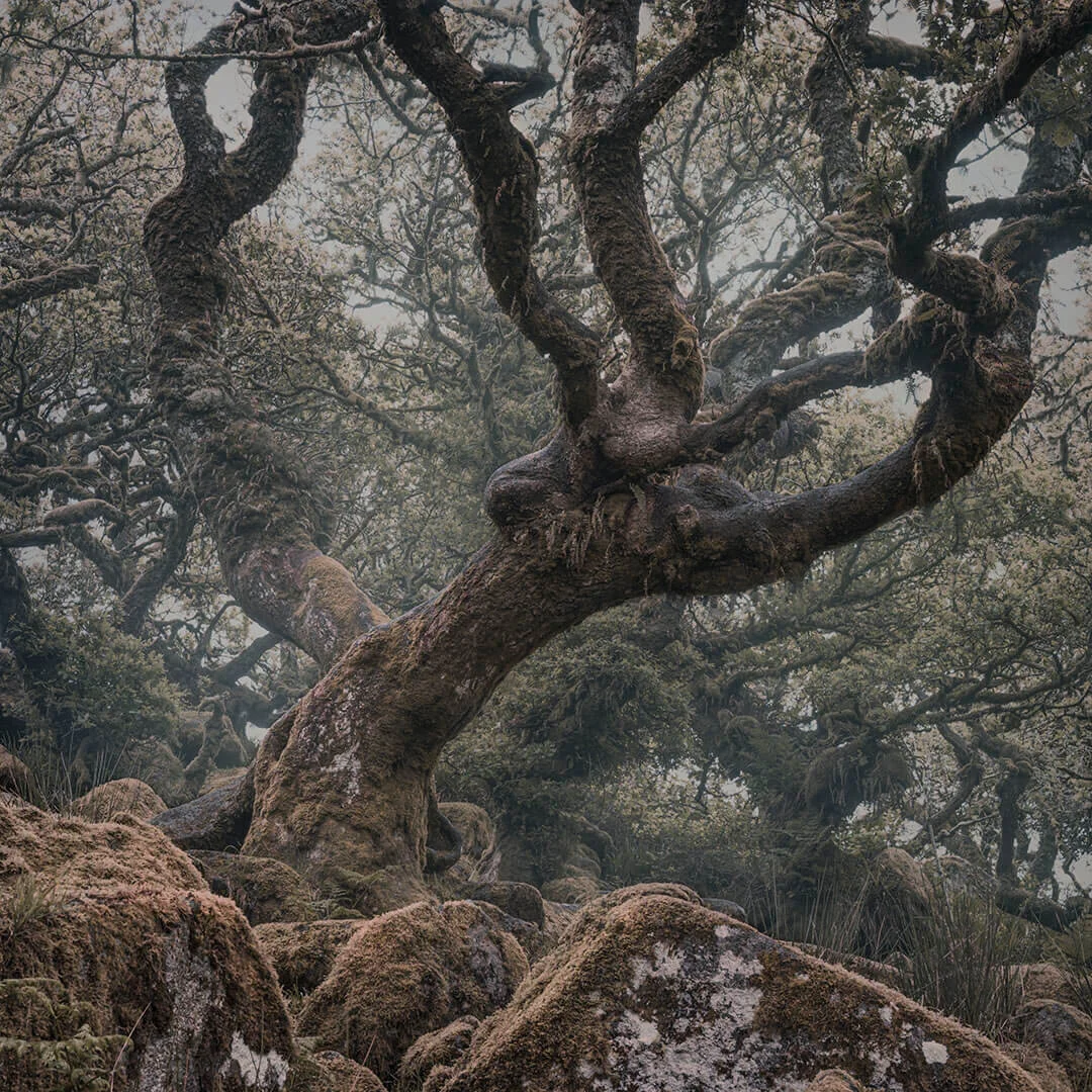 wistmans-2021-tree.jpg