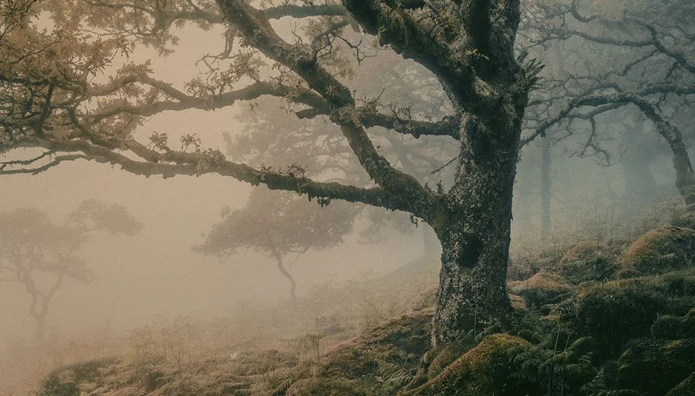melancholy-woodland-mist-0.jpg