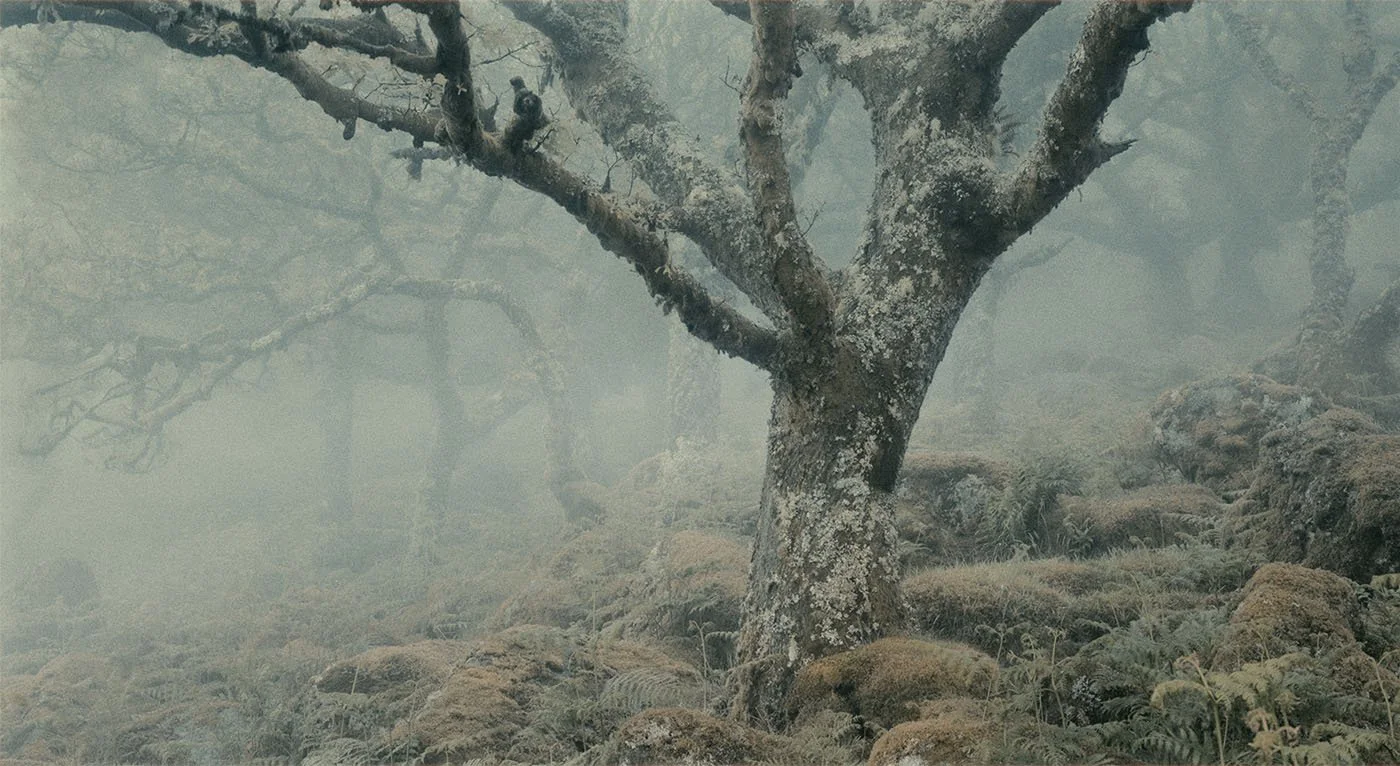 melancholy-woodland-mist.jpg