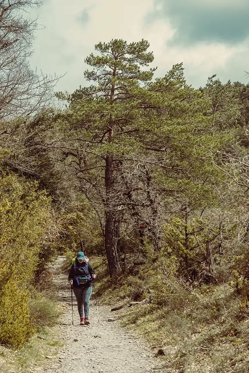 Camino-Zubiri-01 copy.webp