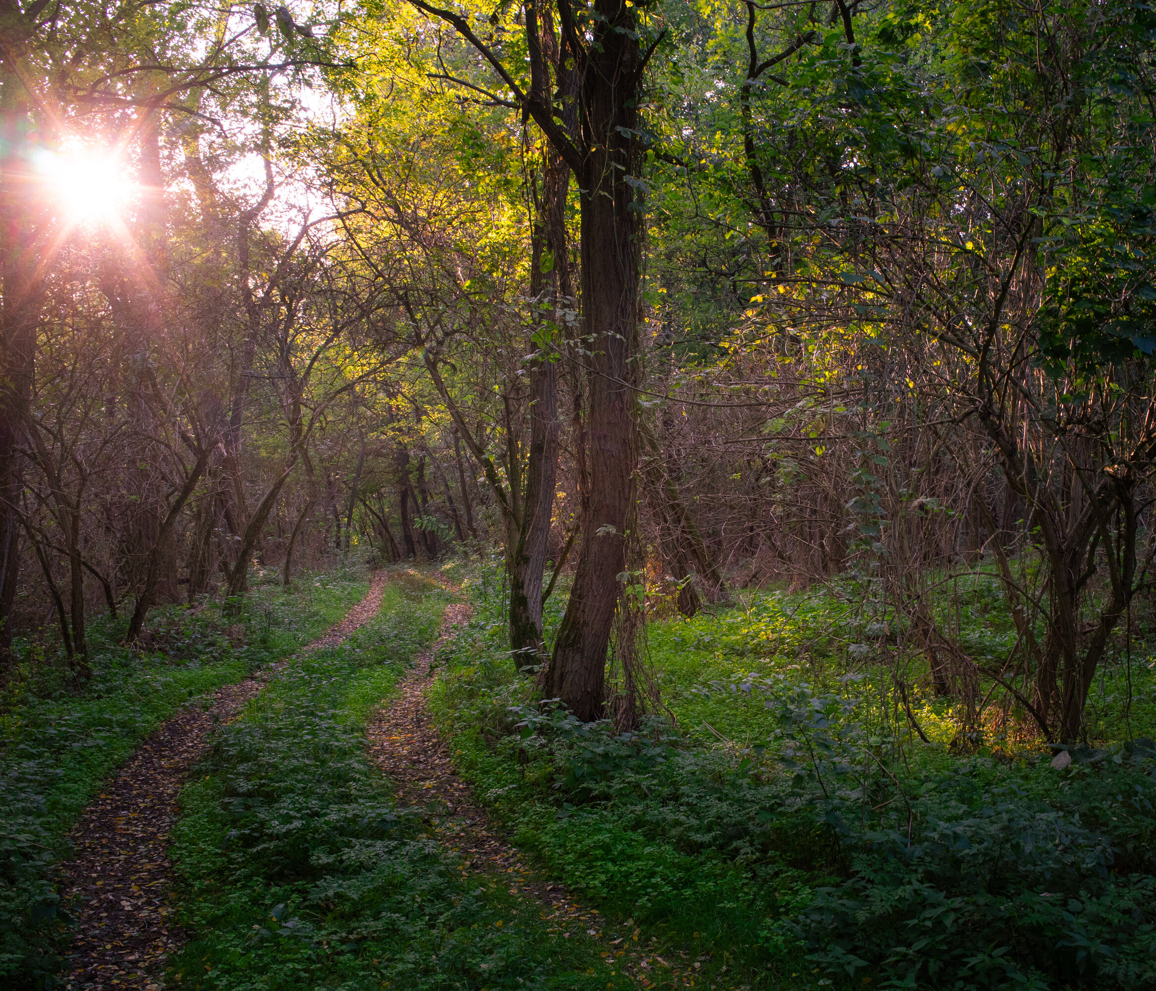 Hungary landscape, trees
