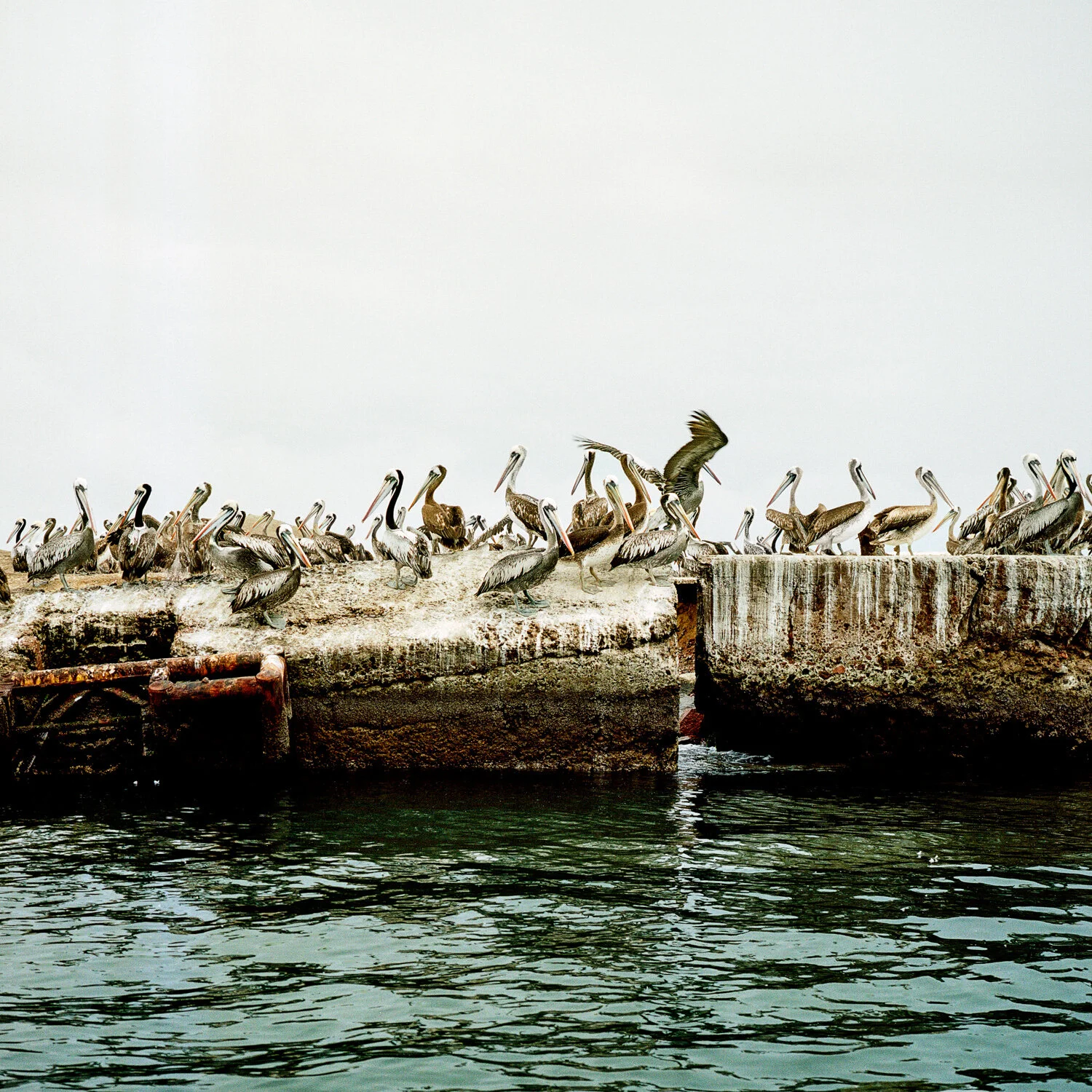 Birds at Ballestas Island, Peru