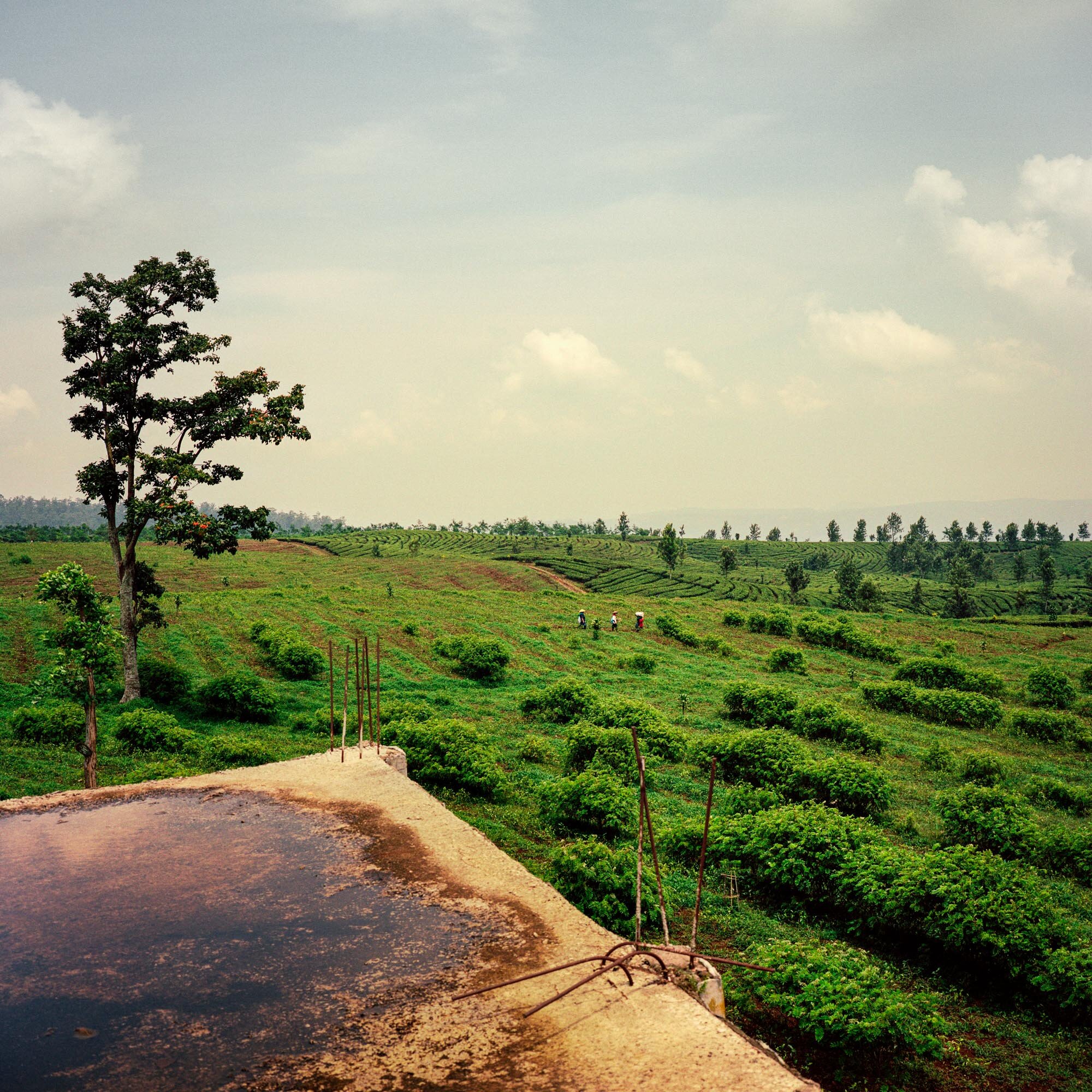 Java tea plantation