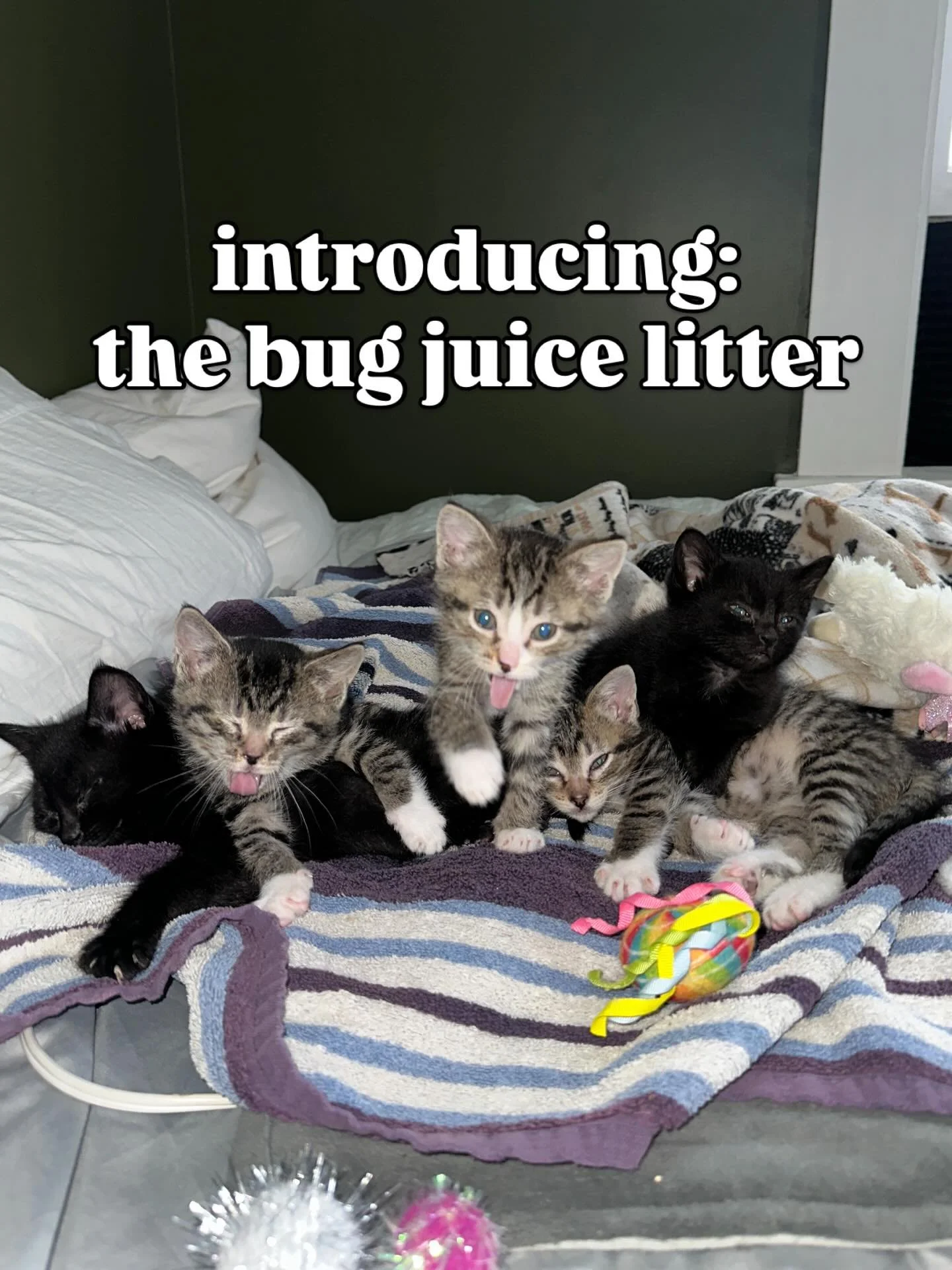 two weeks with these seven bugs!! i took my latest litter of foster kittens in for a checkup this morning and finally learned which one is which, so i figured it was time for a formal introduction on the feed.

it&rsquo;s been a minute since i&rsquo;