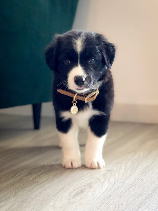 Meet Watson. He is my new best friend.