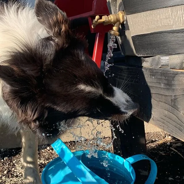 Drinking from the rain barrel. Hot summer day and one hot doggie #drinking water #Reilly #bordercolliesofinstagram #bestdogever❤️ #nomatterhowhotitishewillalwaysfetchtheball #sweetboy