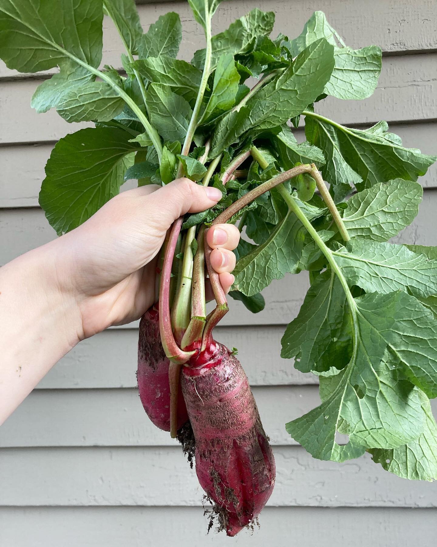 Beautiful fall beets fresh from the garden! Beets are my favorite cool-weather crop; they&rsquo;re delicious, versatile, and are full of vitamins, minerals, antioxidants &amp; fiber. They reduce inflammation, increase energy, assist with digestive he