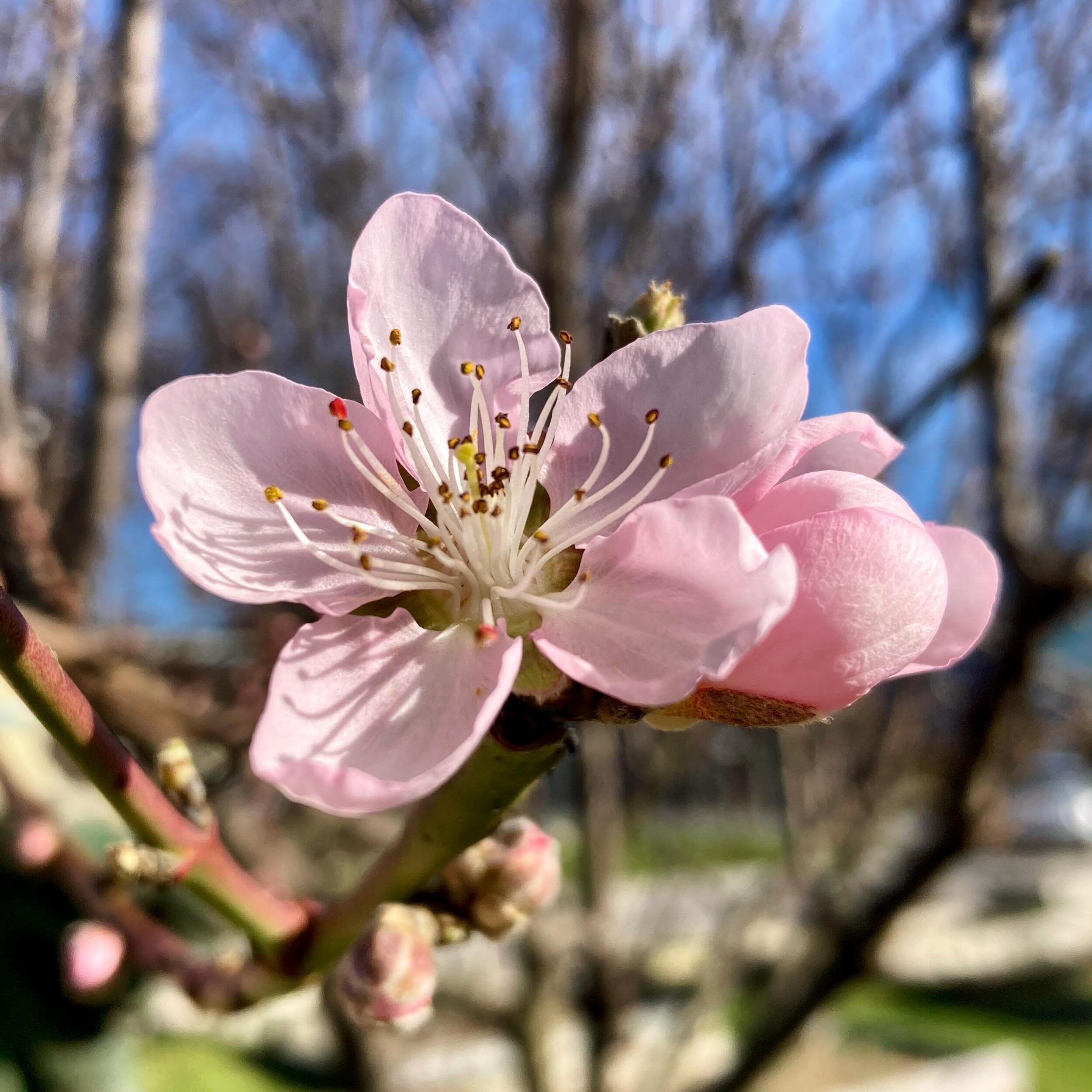 The nectarine tree is beginning to bloom - a sure sign that spring has sprung at the garden! 🌸 What are you growing in your spring garden this year?

#shelbyparkcommunitygarden #shelbyparklouisville #louisville #communitygarden #nectarine #spring #s