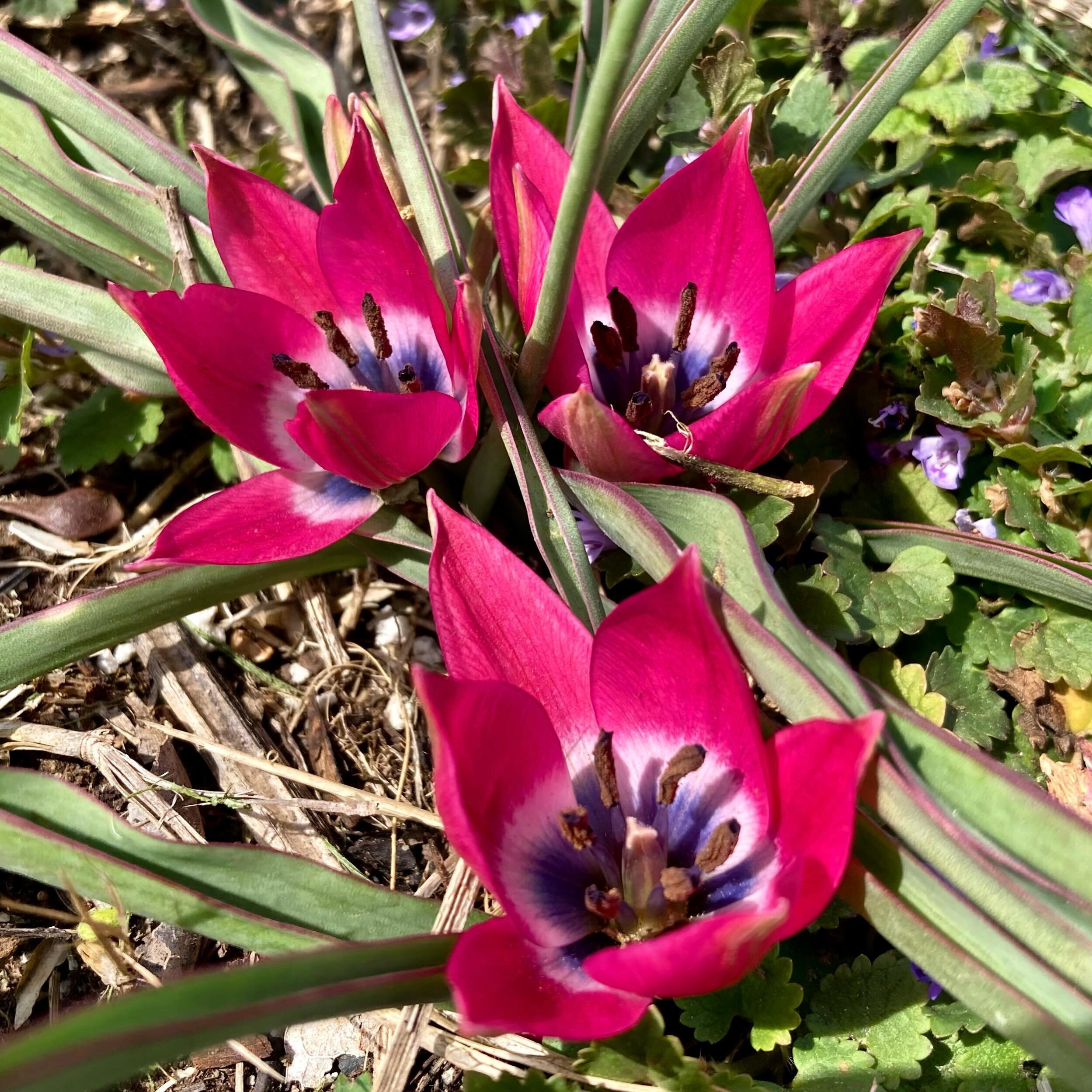 It&rsquo;s a beautiful Saturday at the garden 🌷

#shelbyparkcommunitygarden #shelbyparklouisville #shelbyparklove #tulip #tulips #spring #springflowers #springhassprung