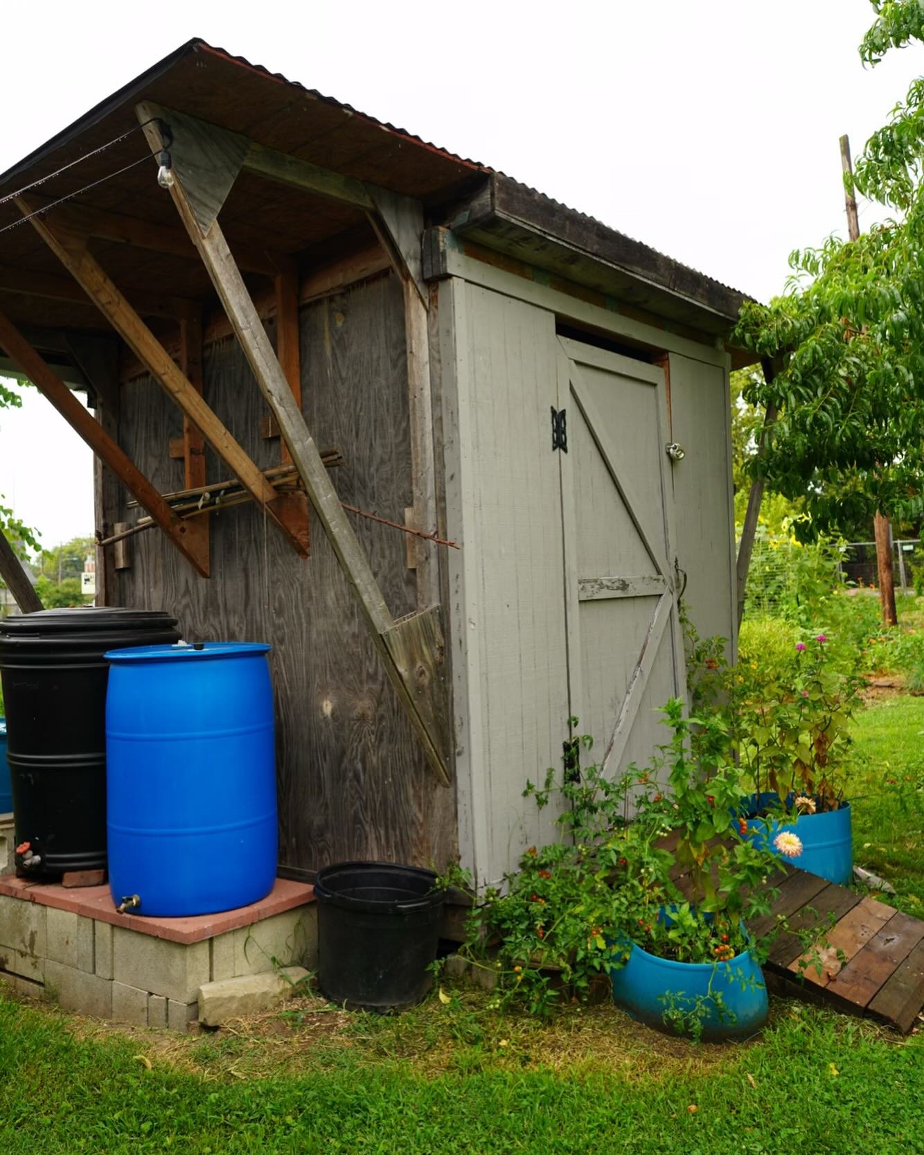 Many moons ago, @jeffcoswcd helped us with our rain barrels. And we don&rsquo;t know what we would do without them! We&rsquo;ve added barrels over the years, and even split some barrels up for planters (thank you @louveganjerky!)