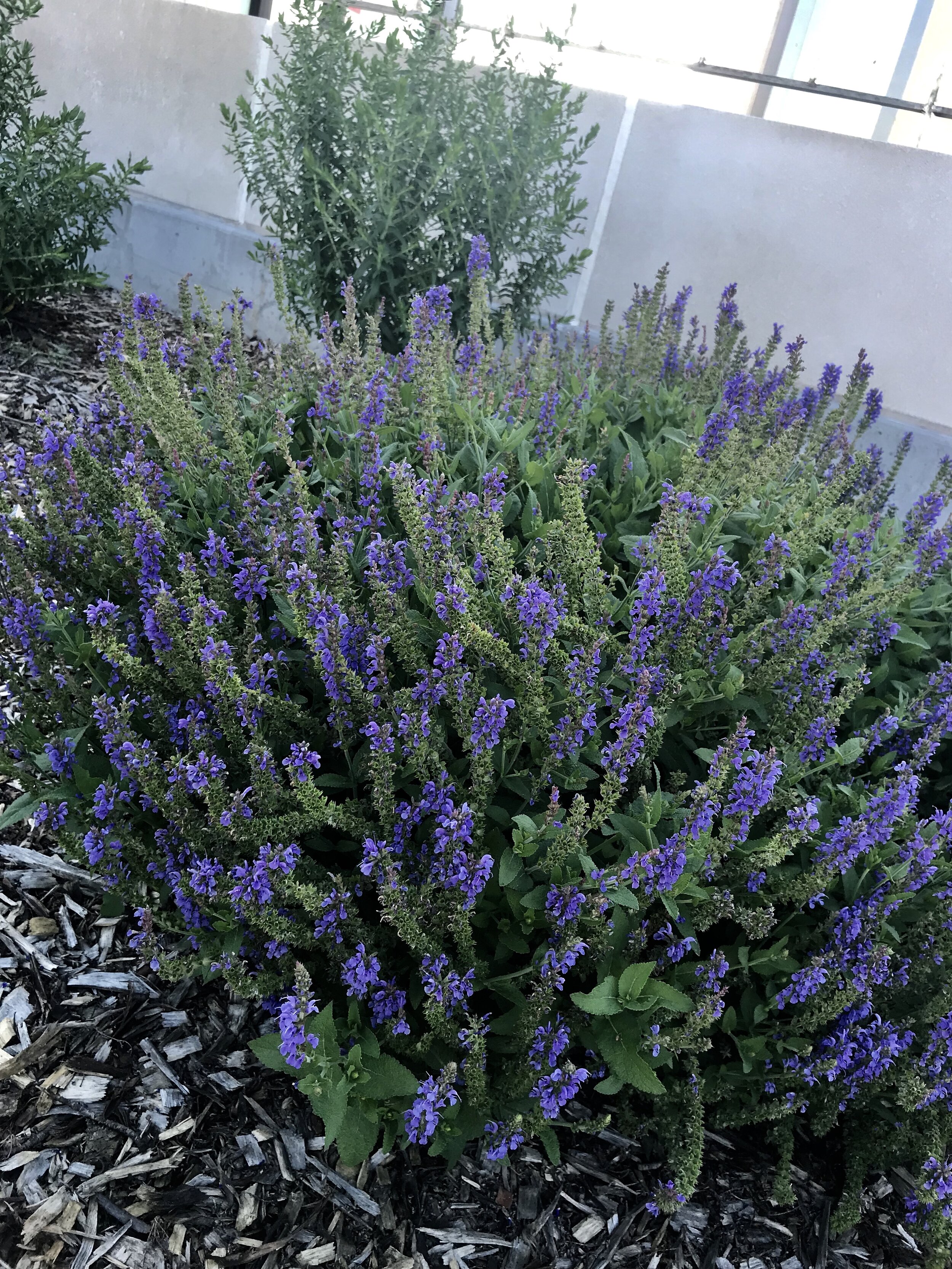  Russian sage, a small plant in May, 2019 grew into an amazing size in two months. 