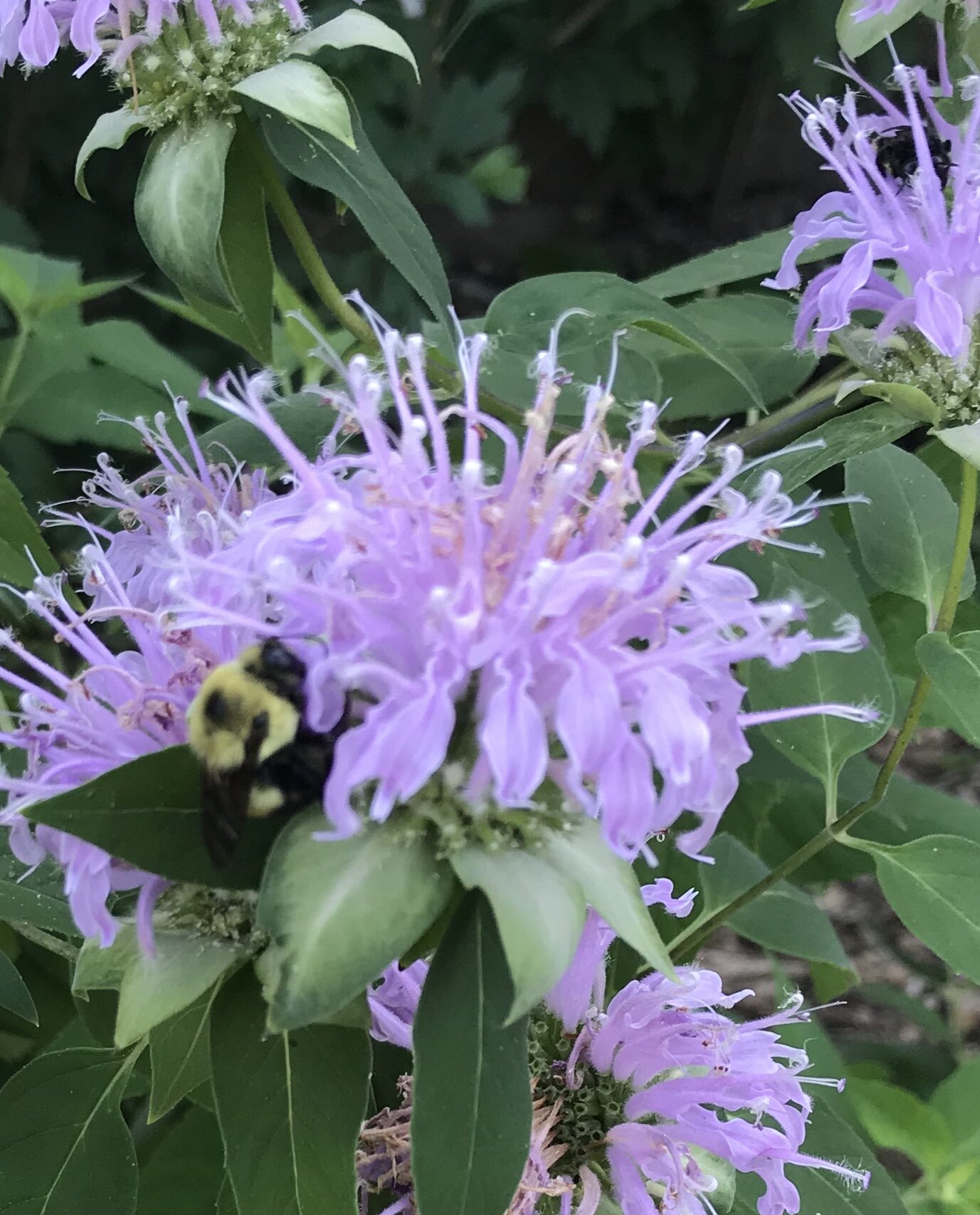  BEE  on Beebalm in the Monarch garden 