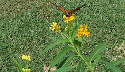 Butterfly on milkweed in Cindy McGuire's garden
