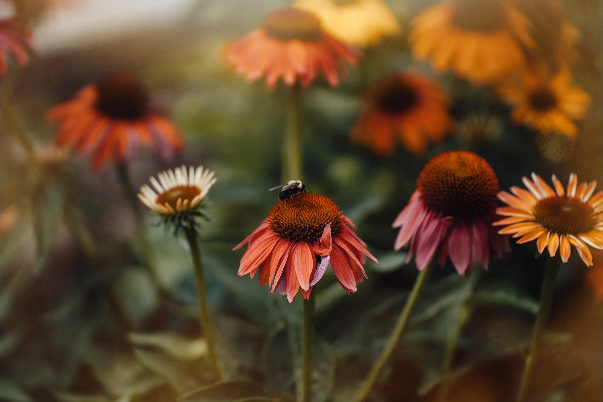 DSC03496-Edit copy.jpeg