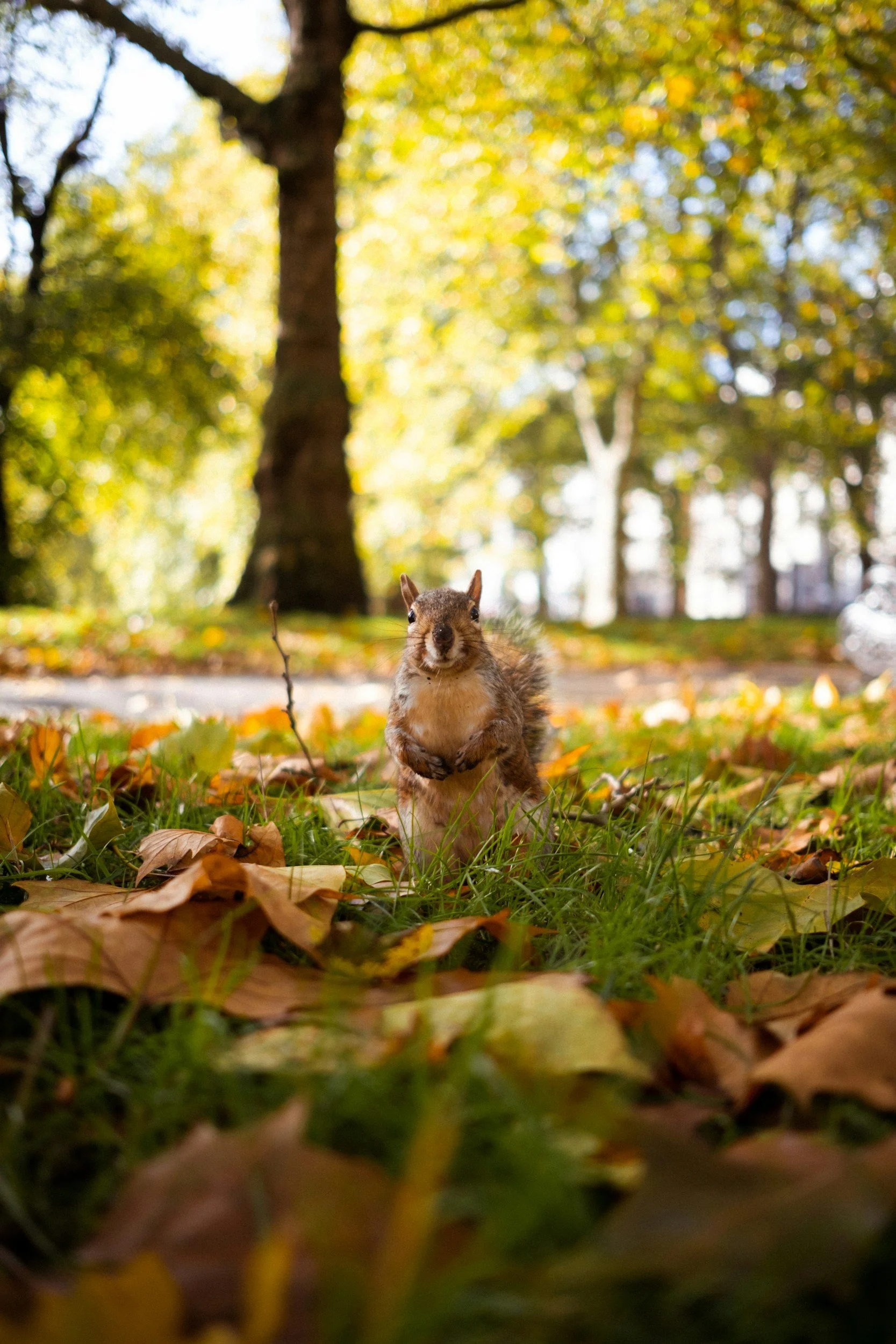 Autumn 2025 Sunday Yoga Week 1