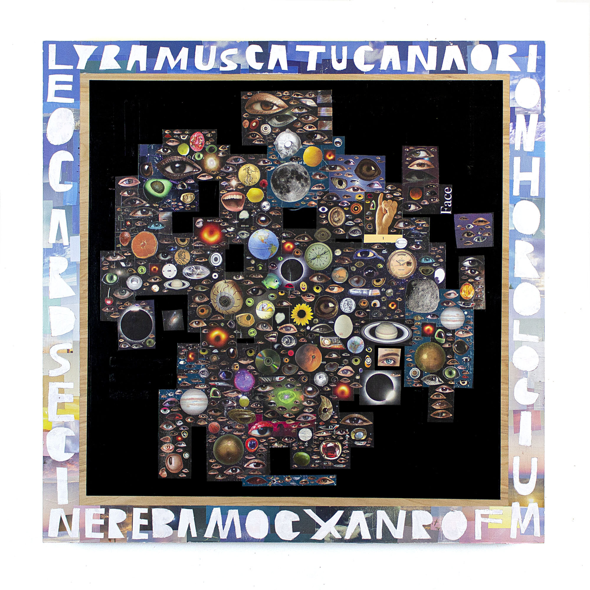 Lyramuscatucana