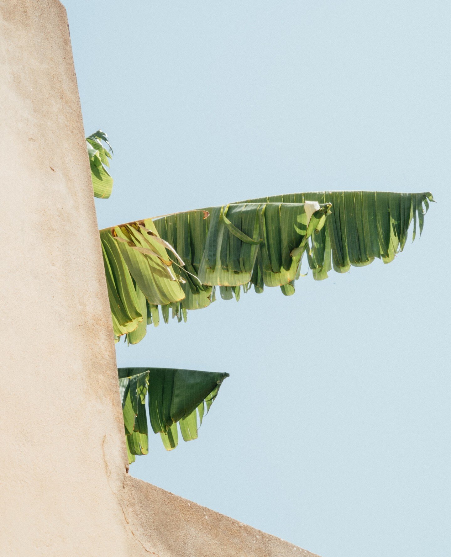 🌴⁠
⁠
.⁠
.⁠
⁠
⁠
#sustainablefashion #cotton #linen #mensfashion #newzealandfashion #ethical #designedinnewzealand #hundredlineclothingnz #sustainability
