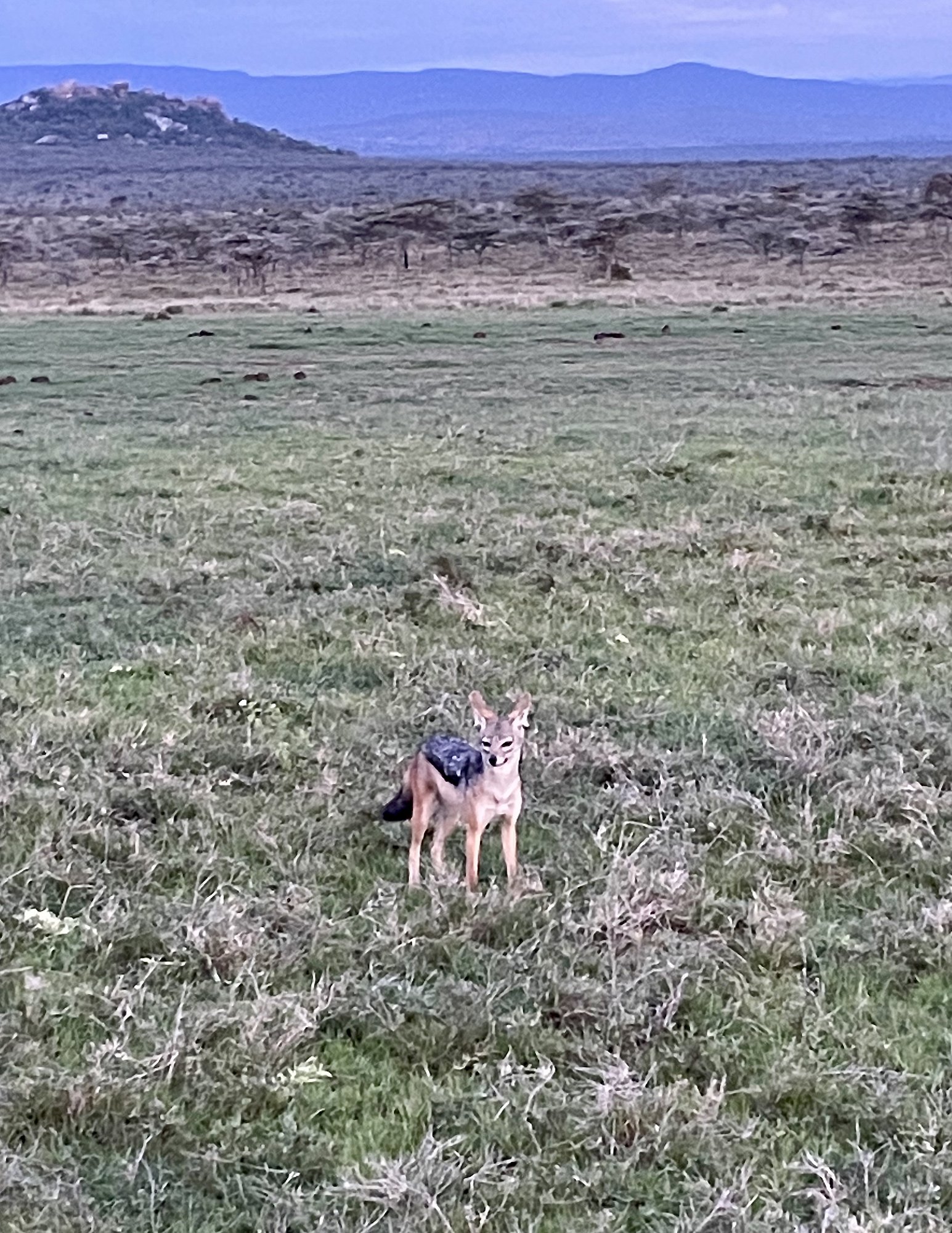 a jackal