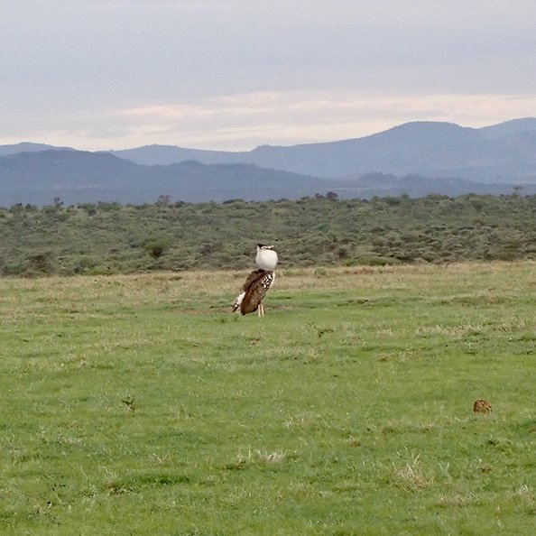 a strutting, puffed-up Kori Bustard