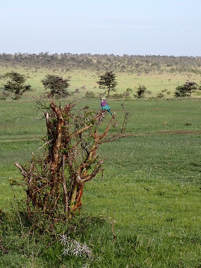 a Lilac-breasted Roller