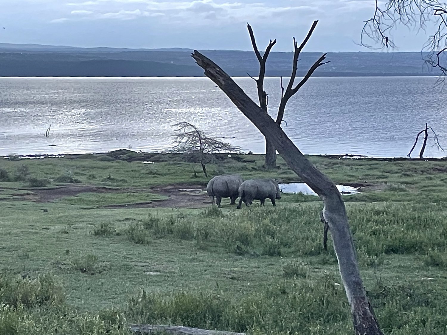 two White Rhino at Lake Nakuru