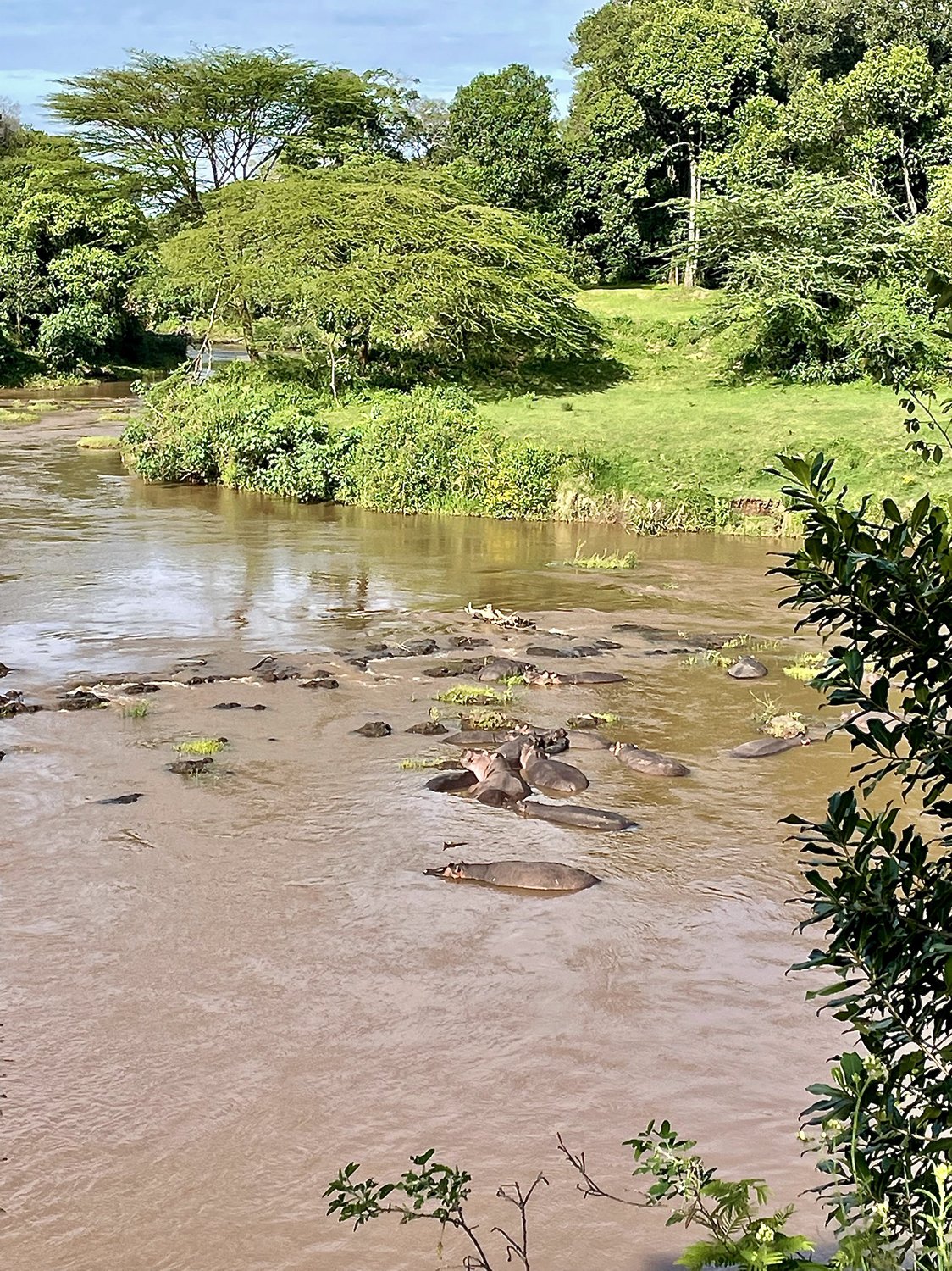 At least a dozen Hippo in the river