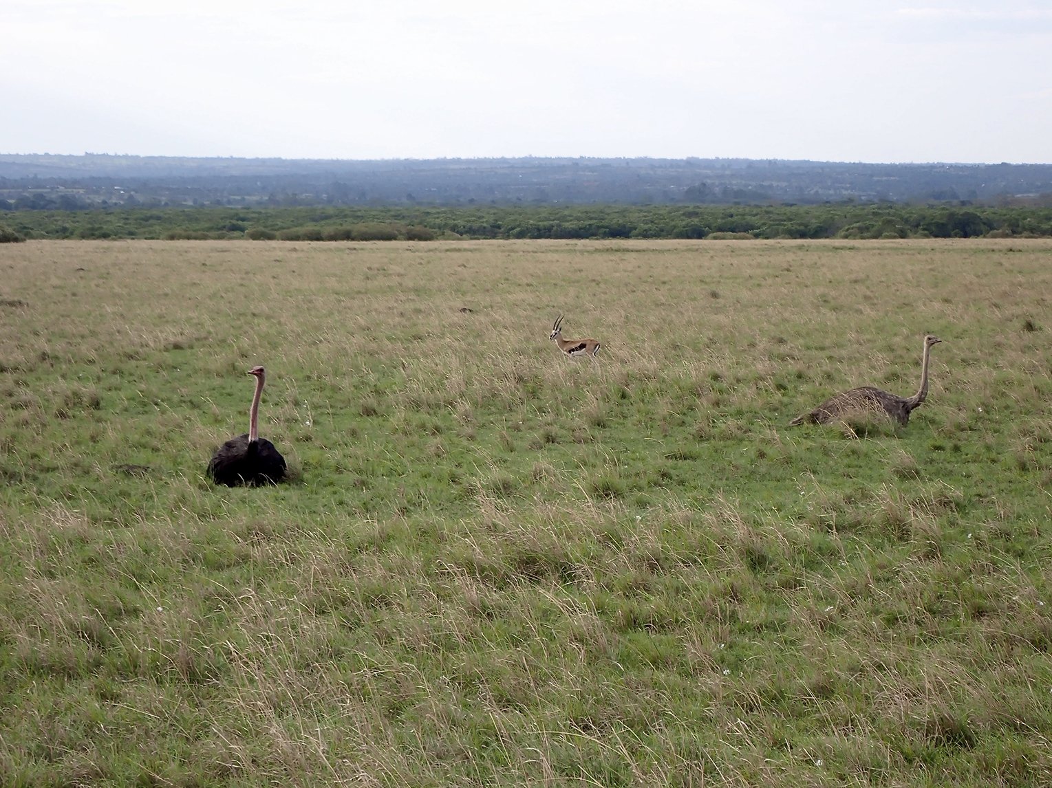 Male and female Masai Ostrich
