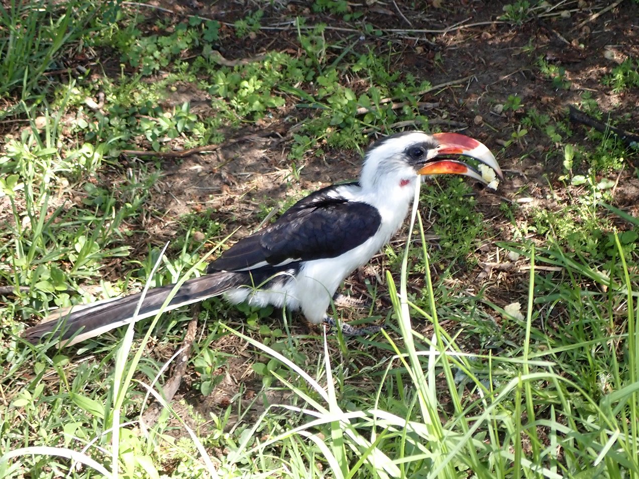 Hornbill