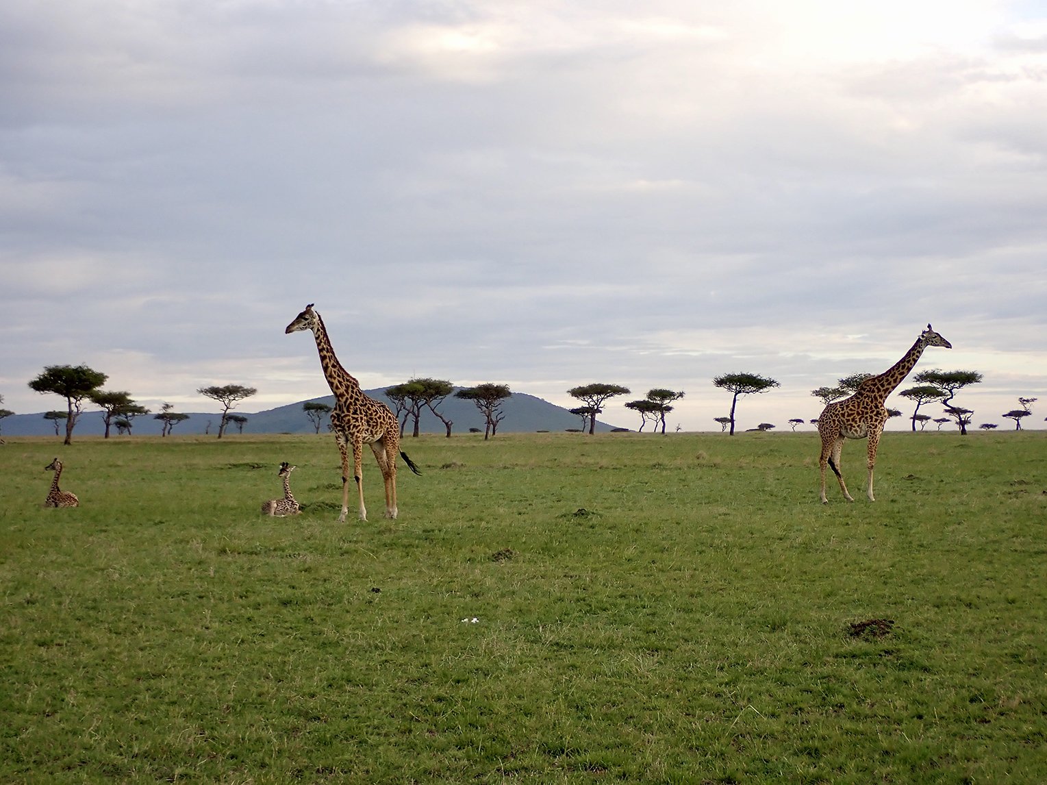 Two mother giraffe and two babies