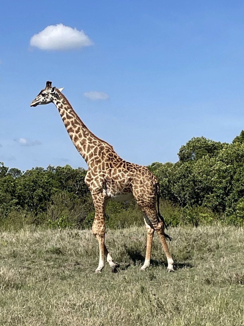 A very large giraffe 