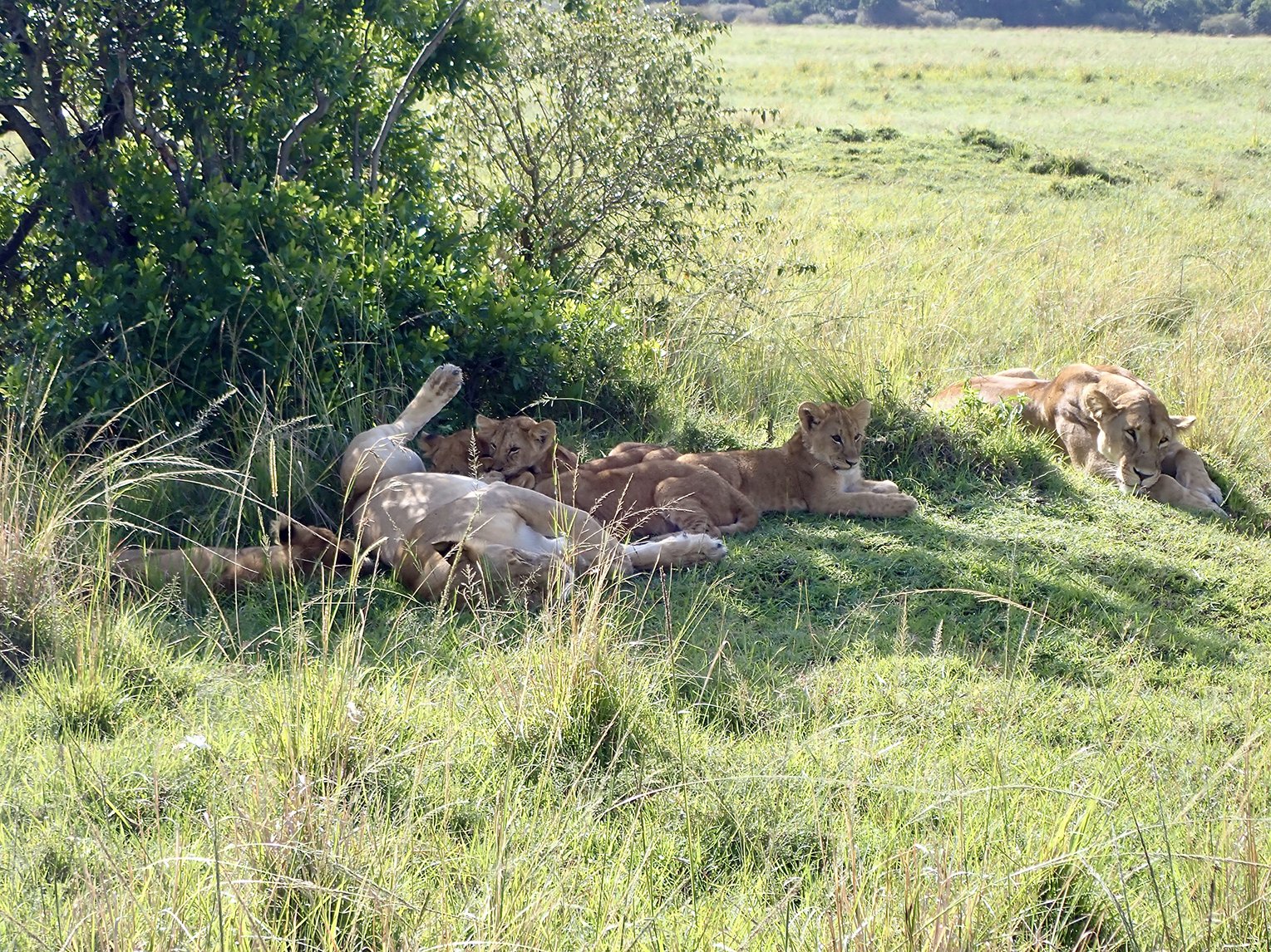 Two lioness and seven cubs