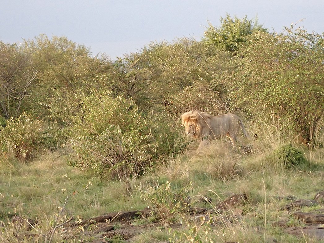 A lion emerges at sundown from the bush