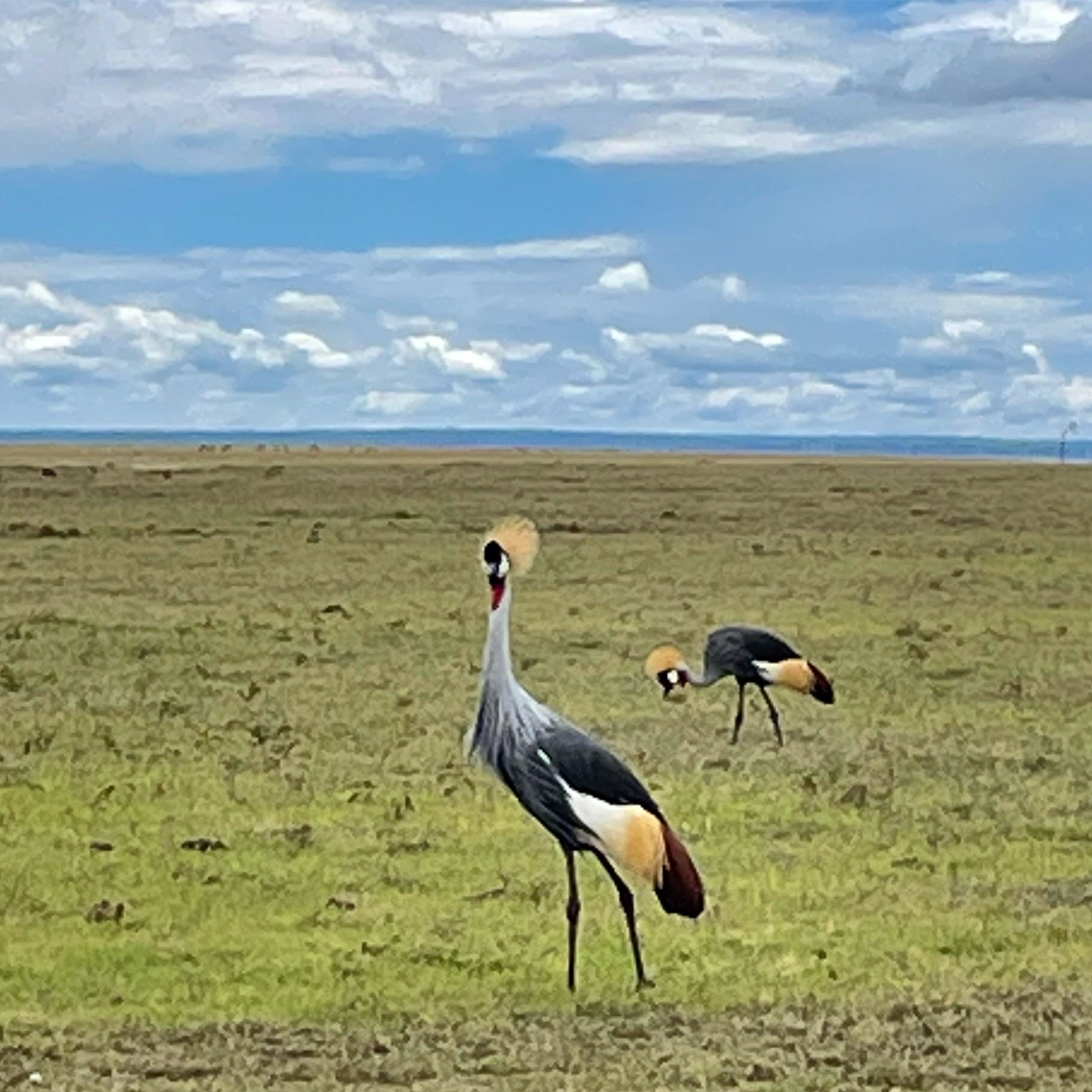 Grey Crowned Cranes