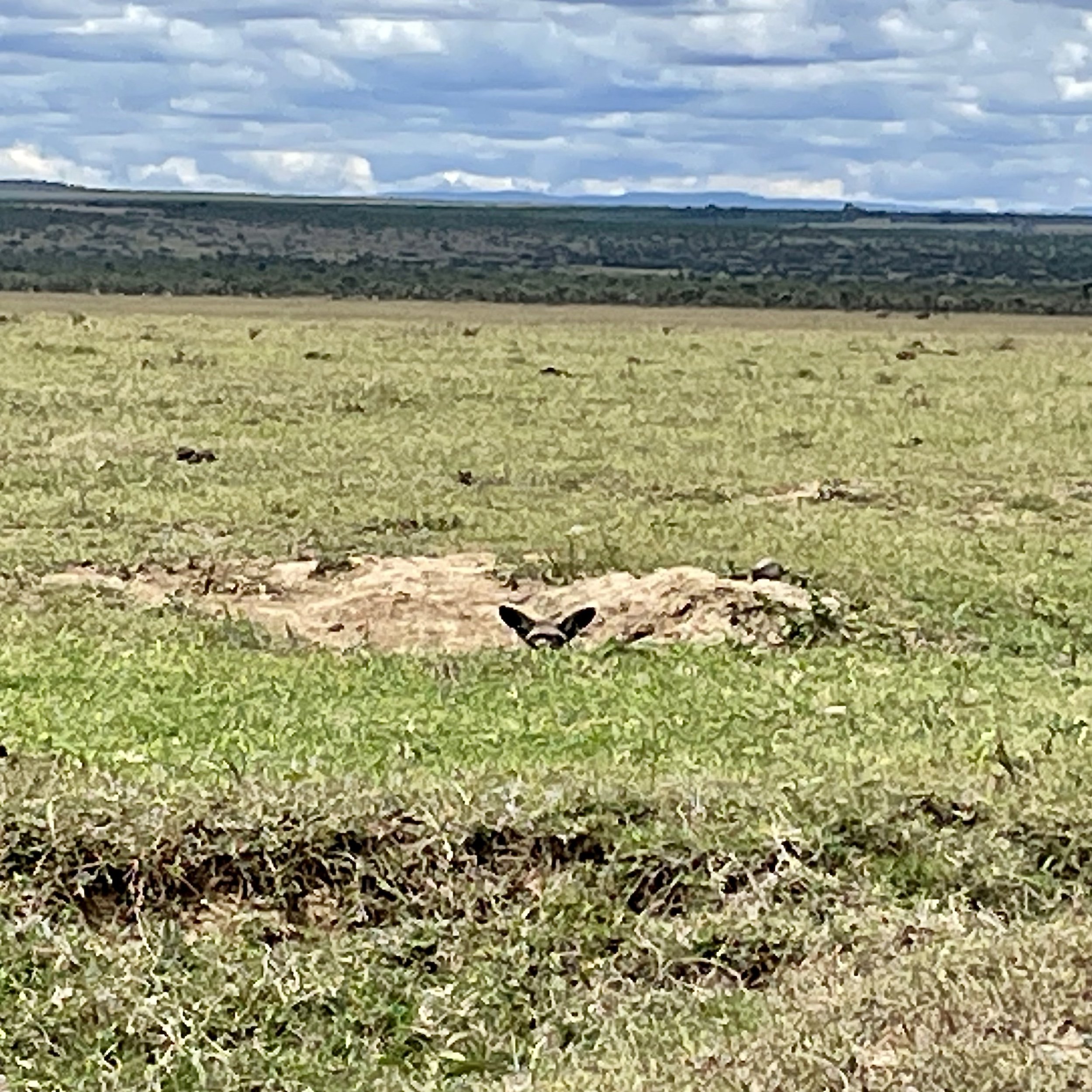 Rare daytime spotting of a Bat-Eared Fox