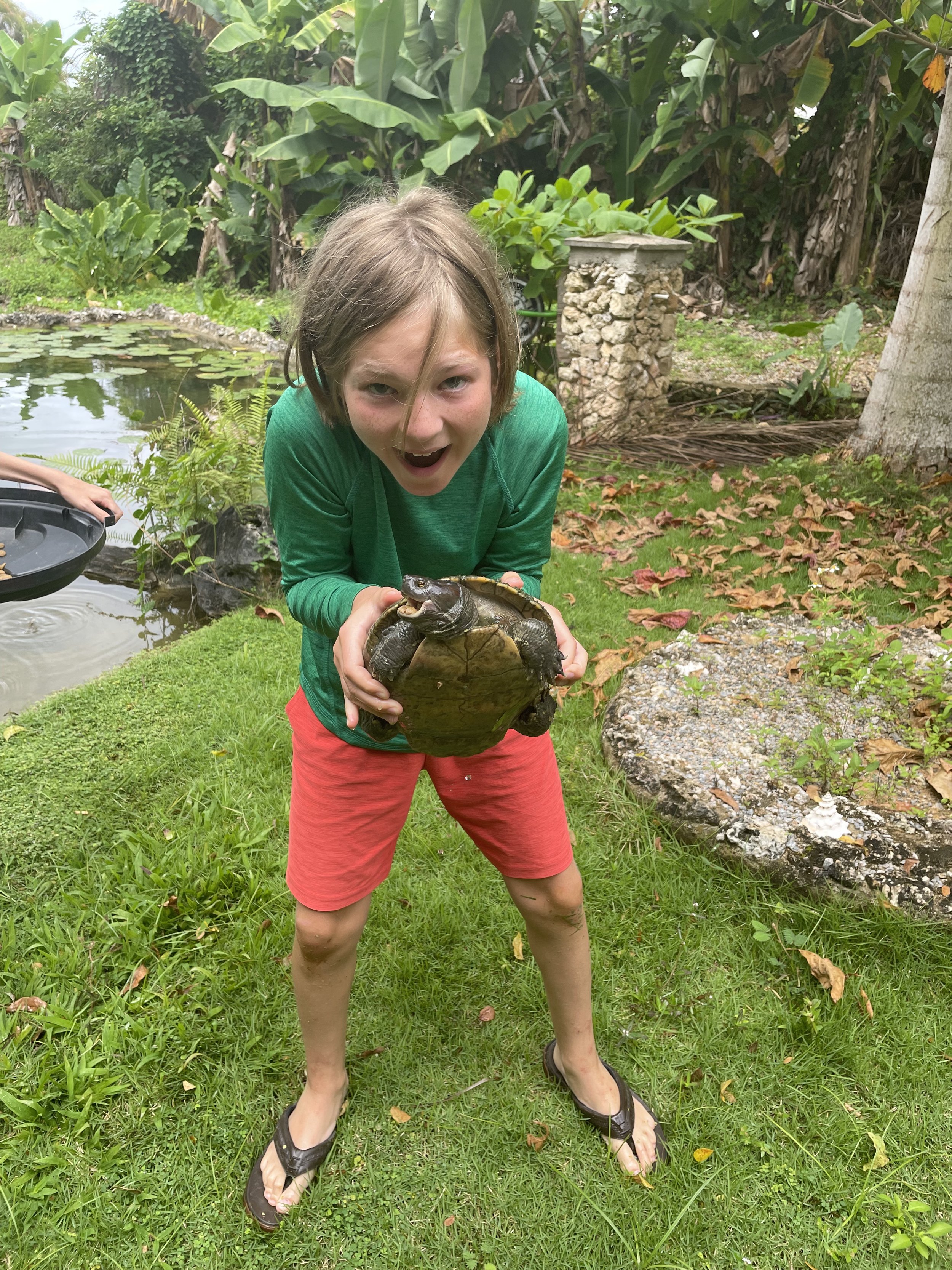 Hotel Turtle